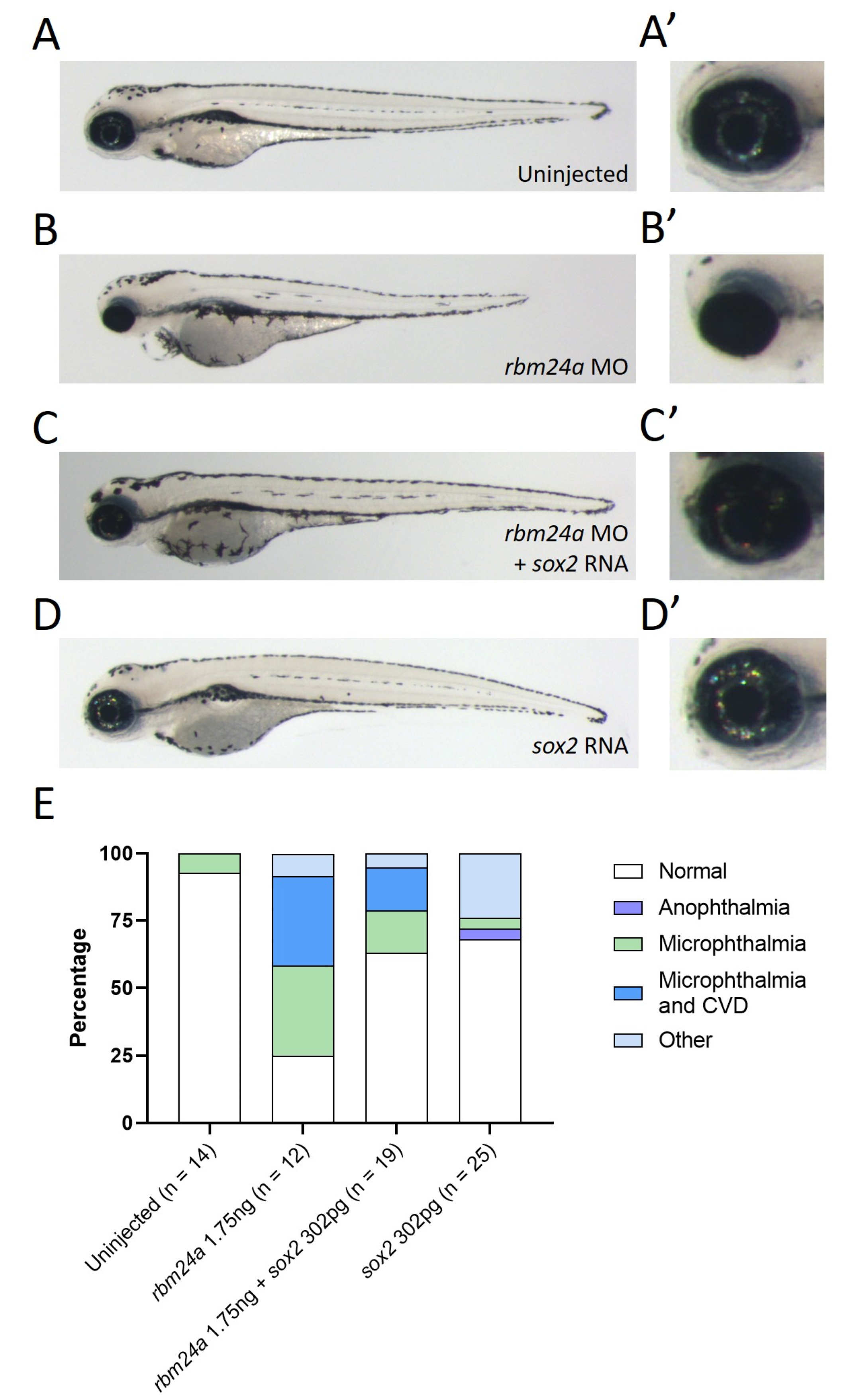 Biomedicines 09 00100 g004