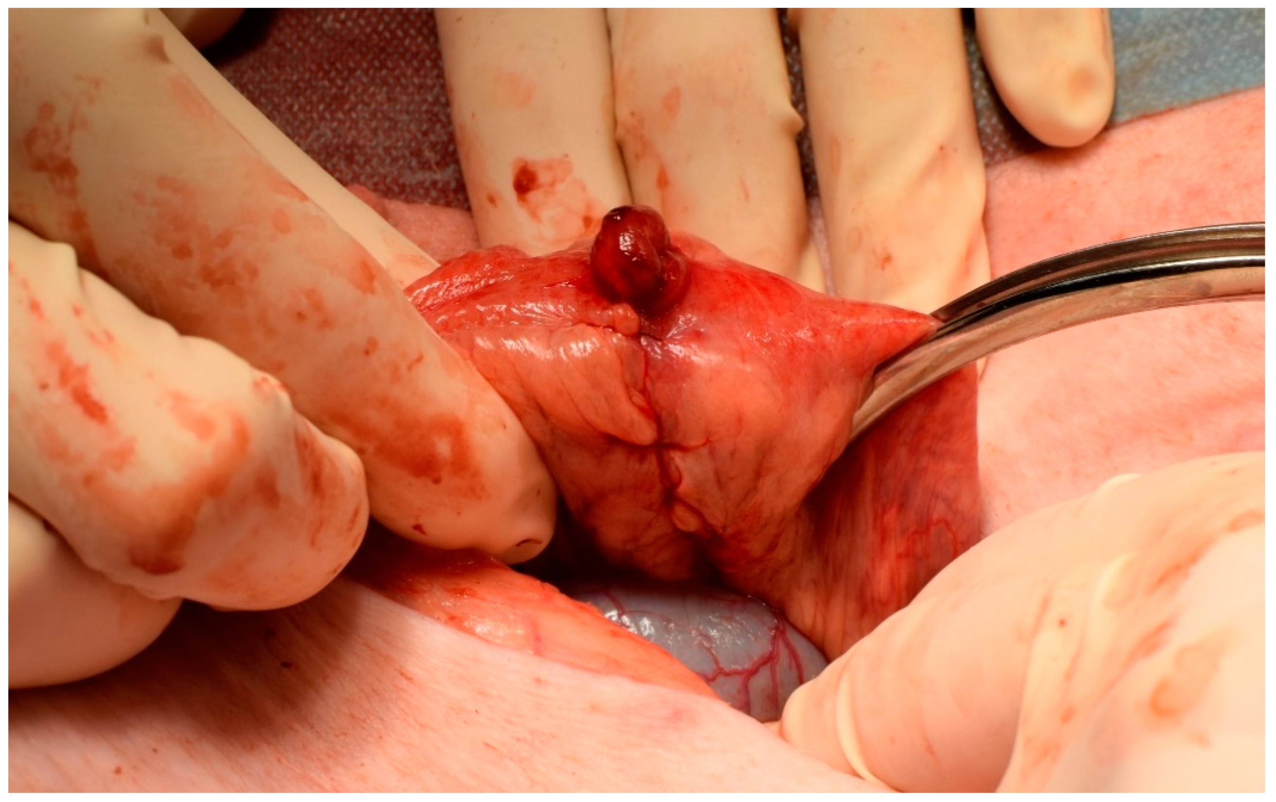 Biomedicines 09 00102 g001