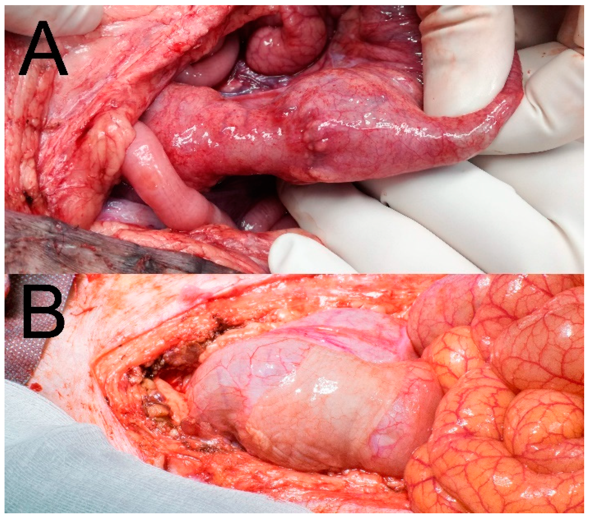 Biomedicines 09 00102 g004