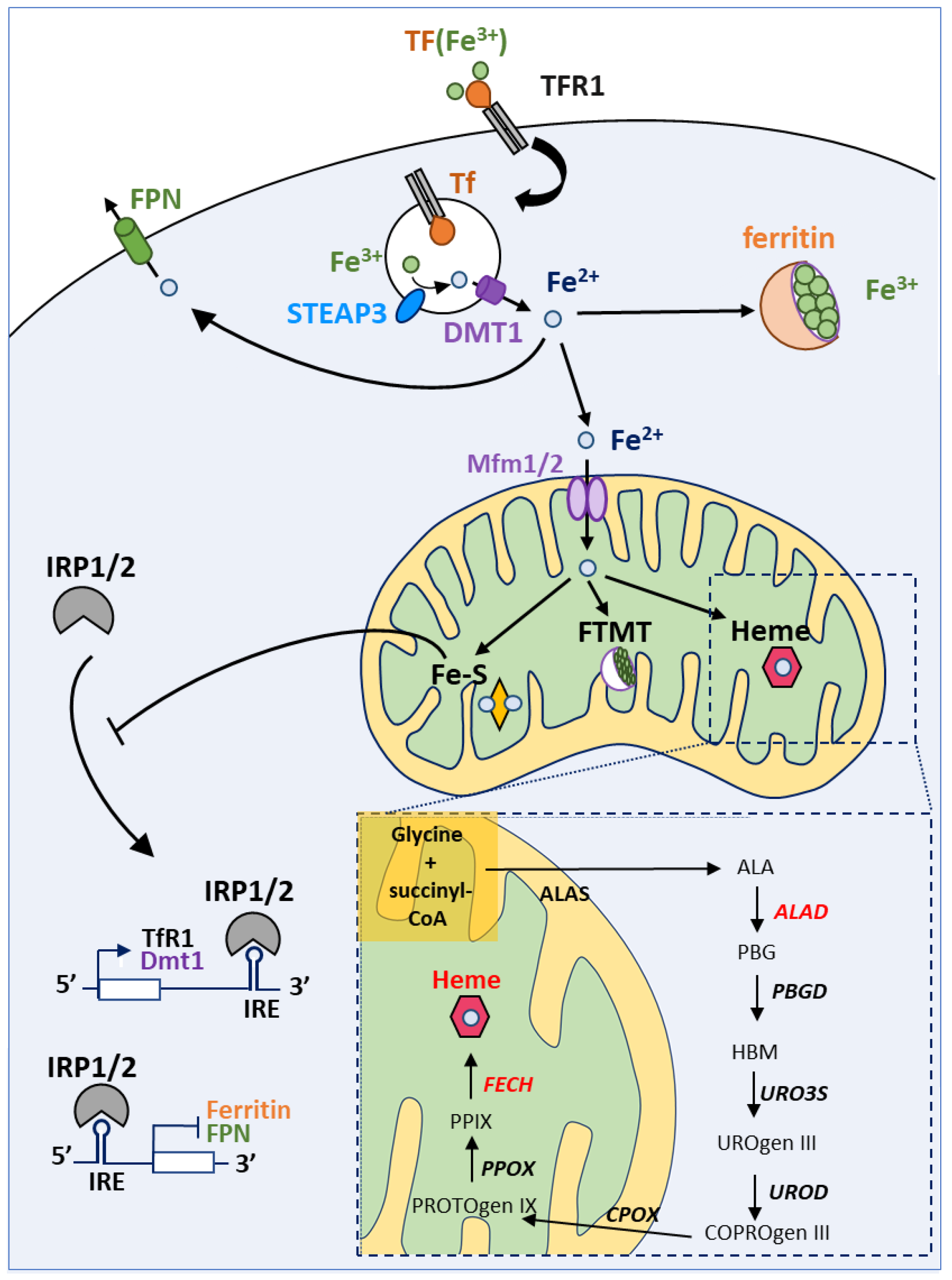 Biomedicines 09 00103 g004