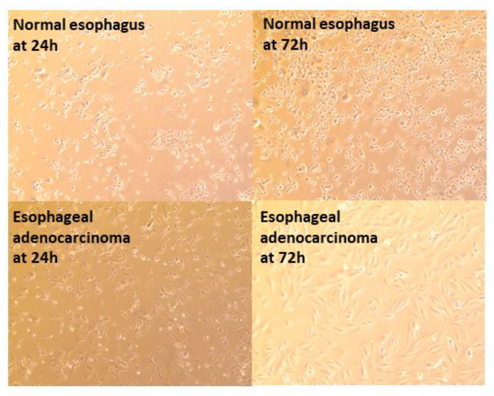 Biomedicines 09 00142 g001 Biomedicines 09 00142 g001