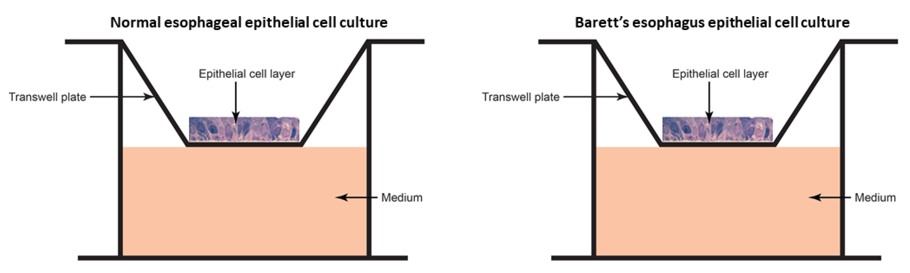 Biomedicines 09 00142 g002 Biomedicines 09 00142 g002