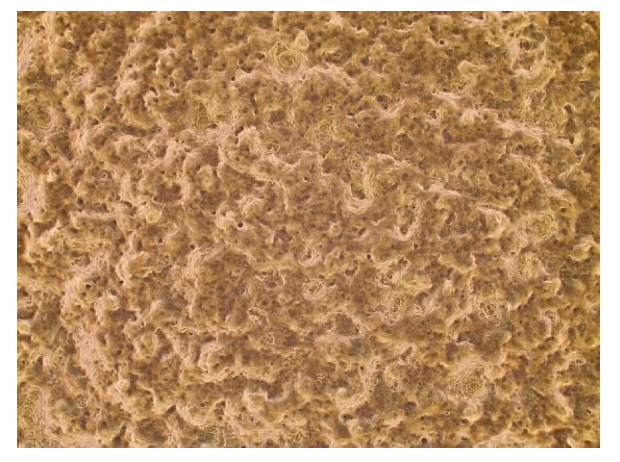 Biomedicines 09 00142 g007 Biomedicines 09 00142 g007