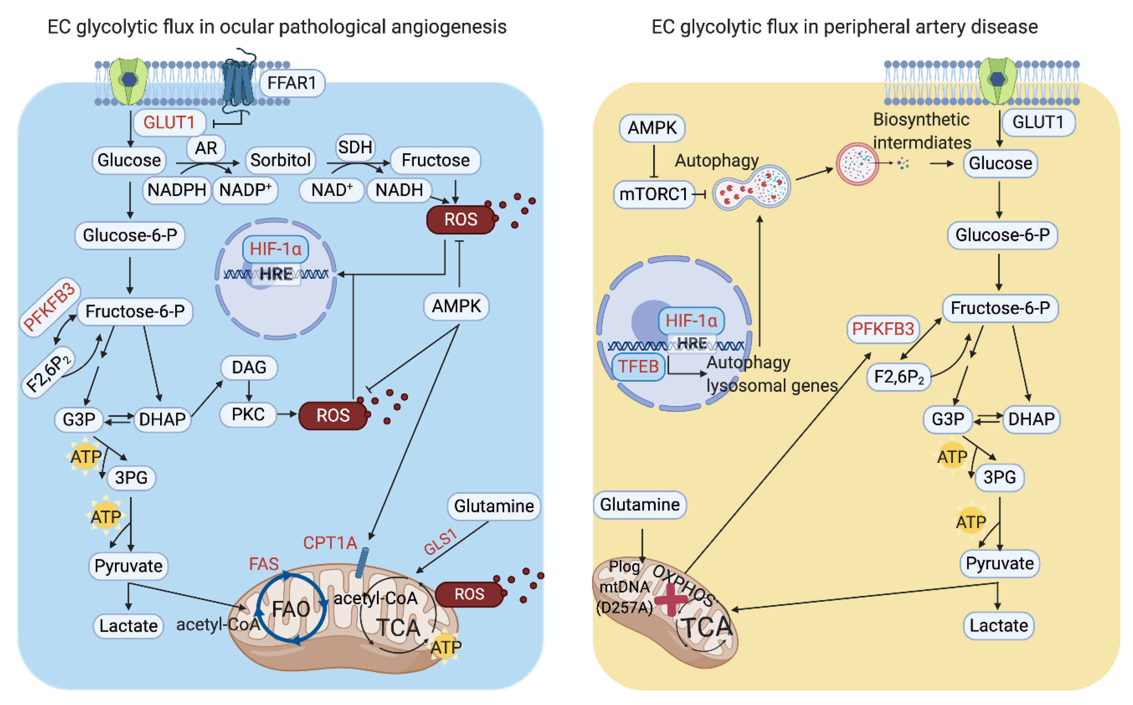 Biomedicines 09 00147 g002 Biomedicines 09 00147 g002