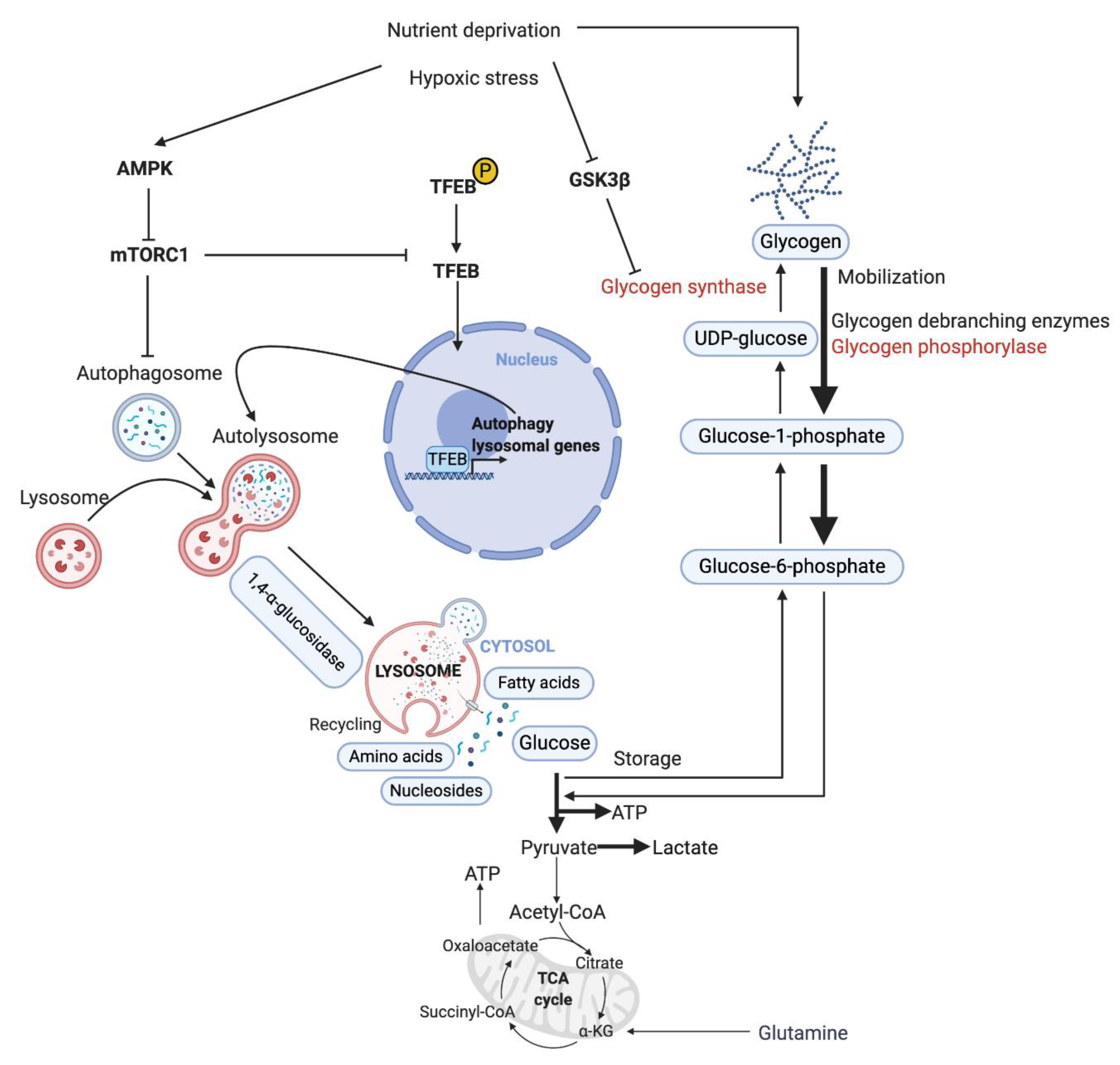 Biomedicines 09 00147 g004 Biomedicines 09 00147 g004