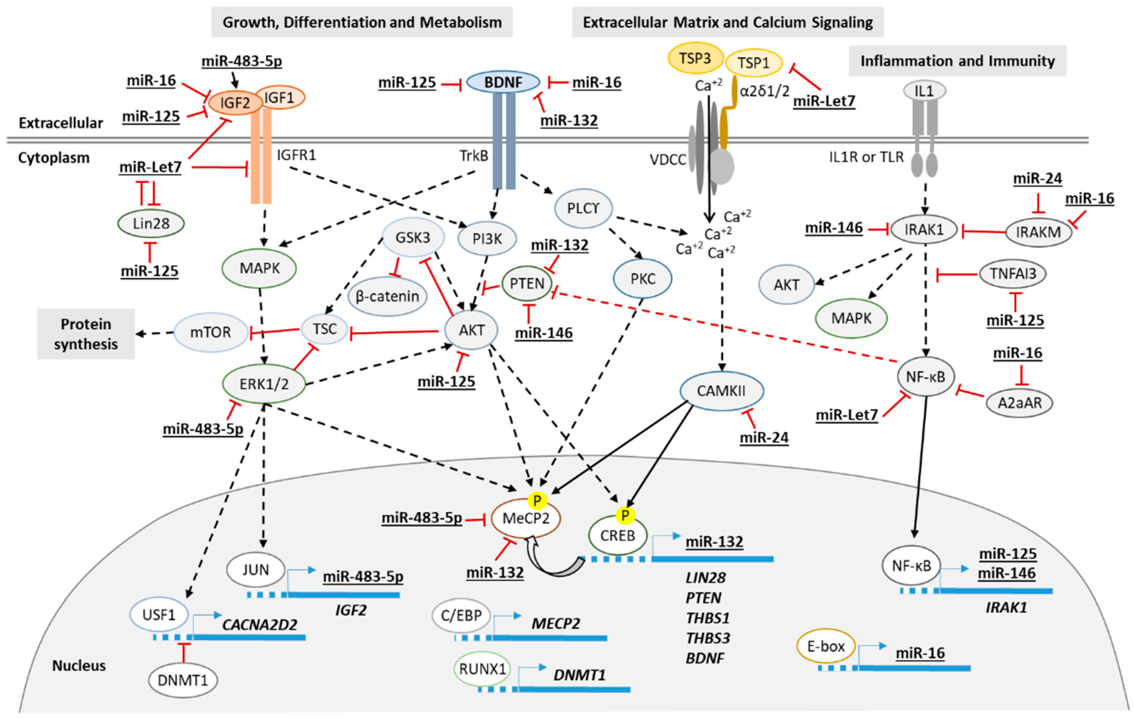 Biomedicines 09 00148 g005