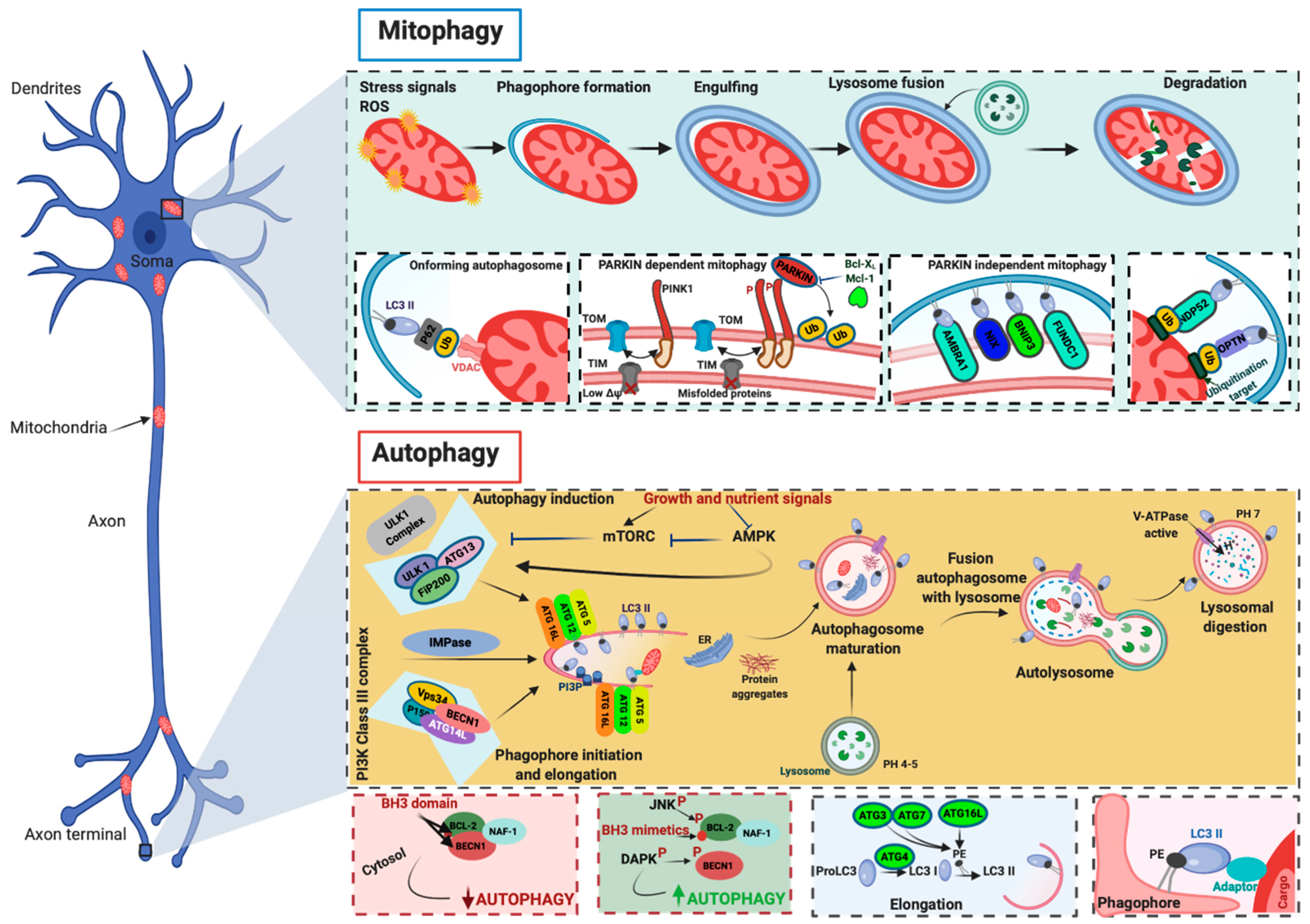 Biomedicines 09 00149 g002 Biomedicines 09 00149 g002