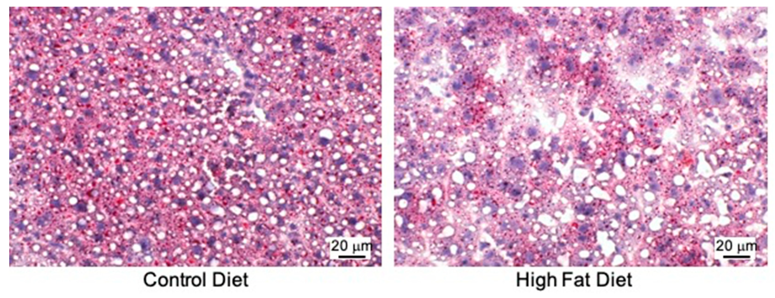 Biomedicines 09 00150 g002