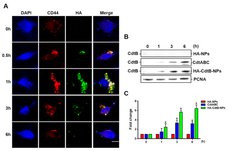 Biomedicines 09 00151 g003