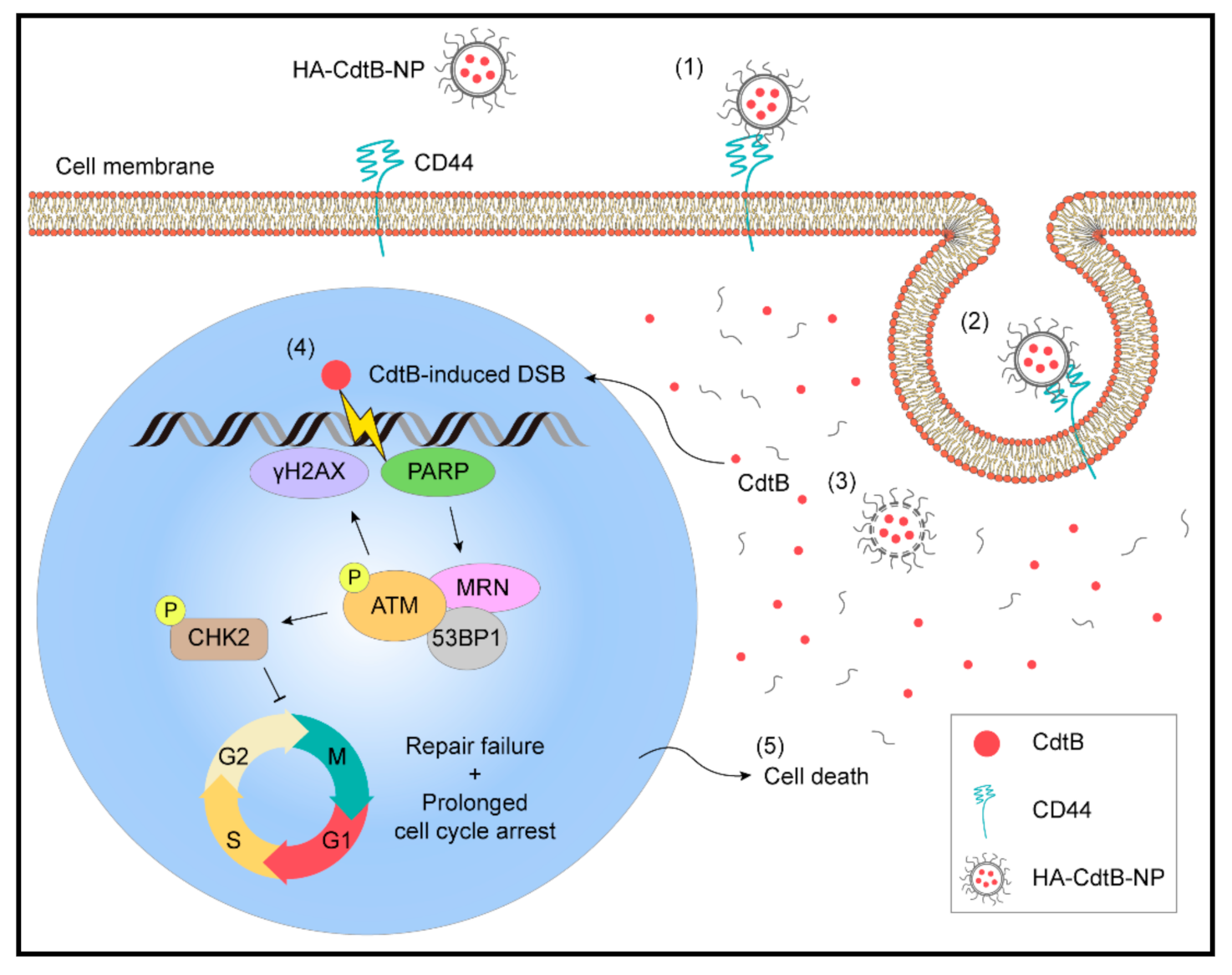 Biomedicines 09 00151 g007