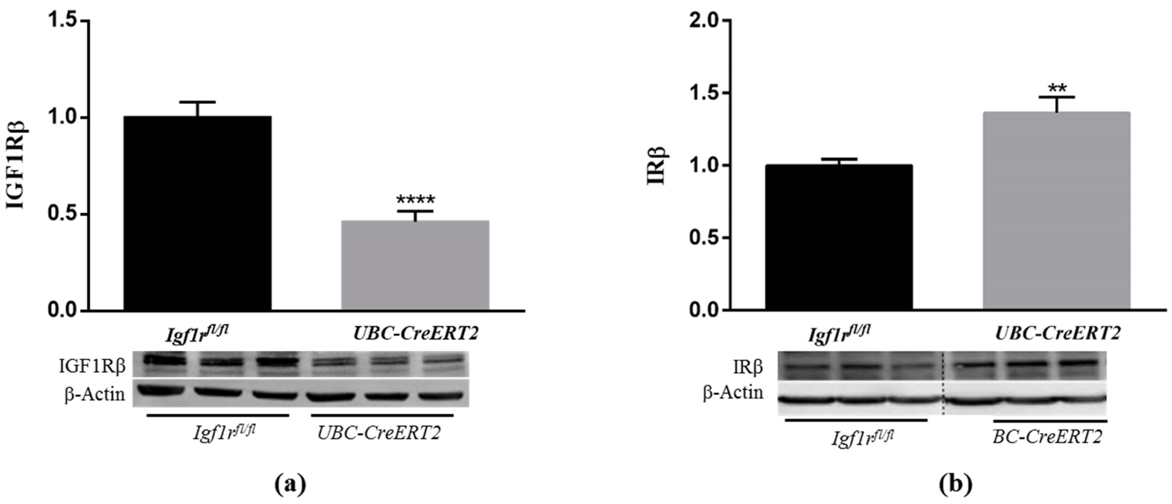 Biomedicines 09 00158 g001