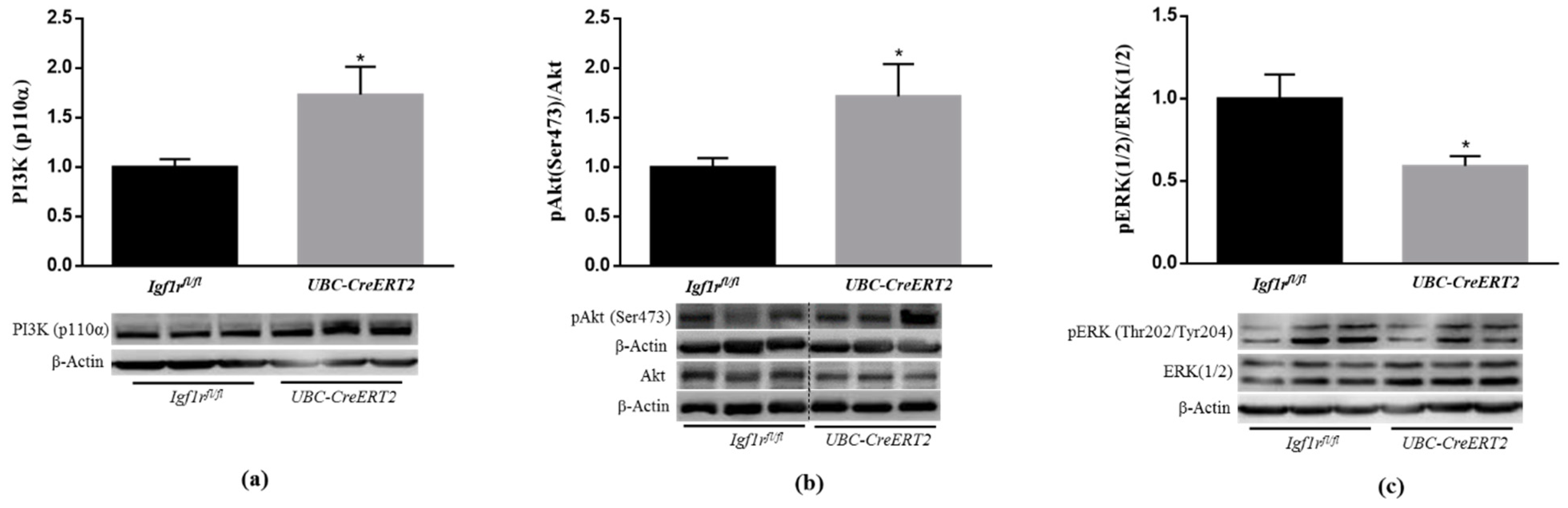 Biomedicines 09 00158 g002