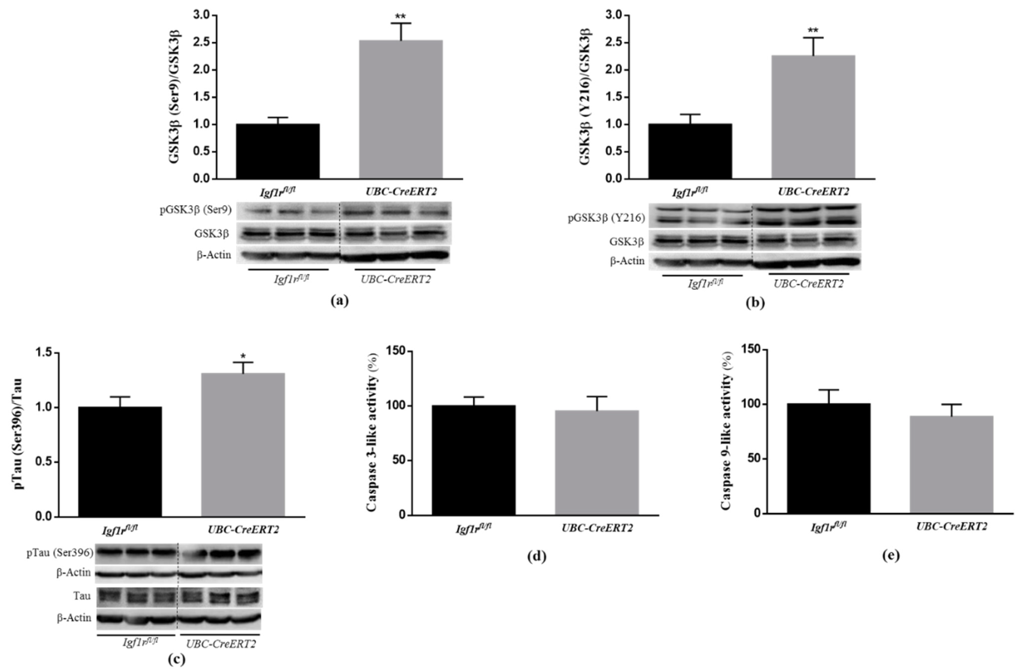 Biomedicines 09 00158 g003