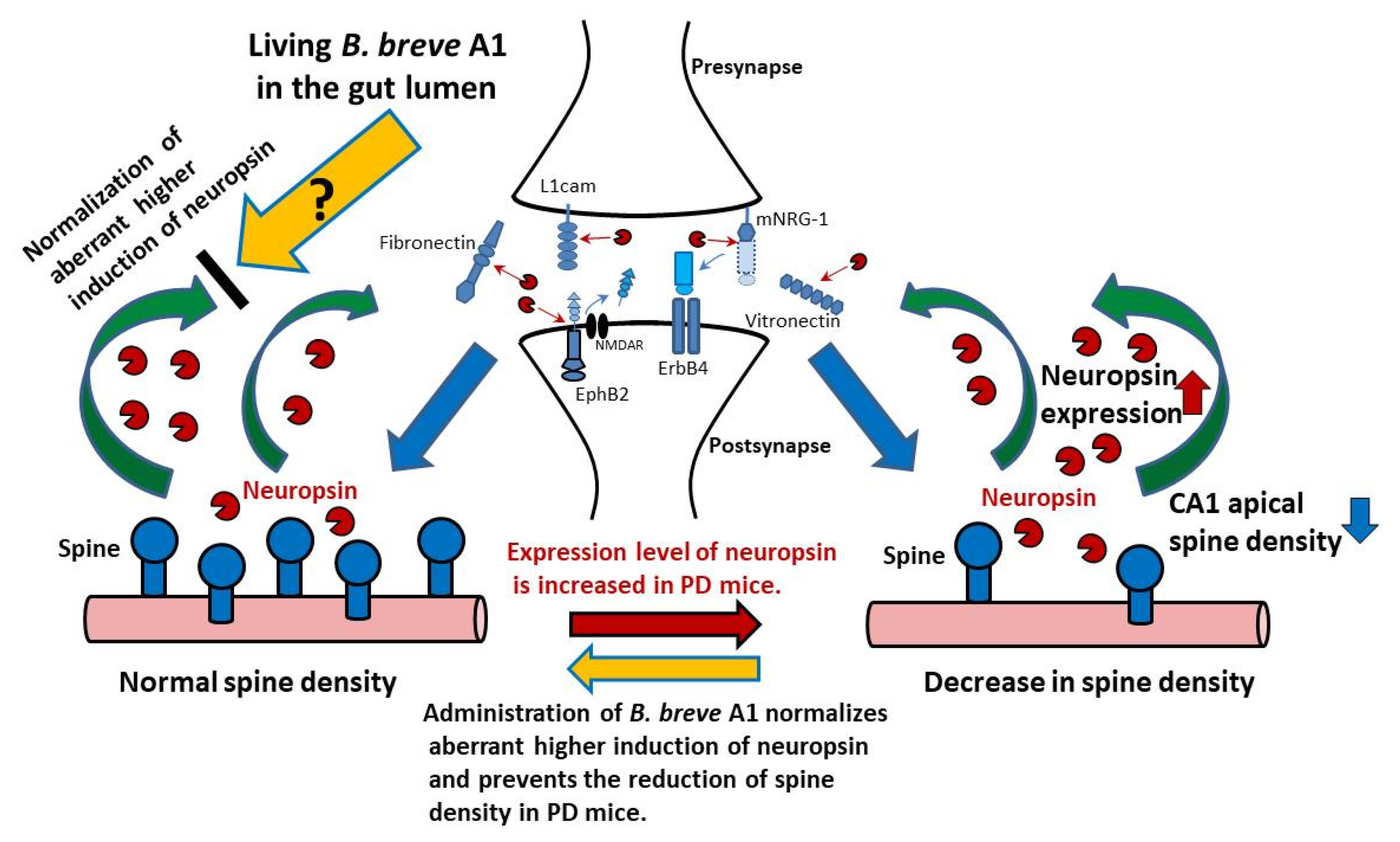 Biomedicines 09 00167 g009