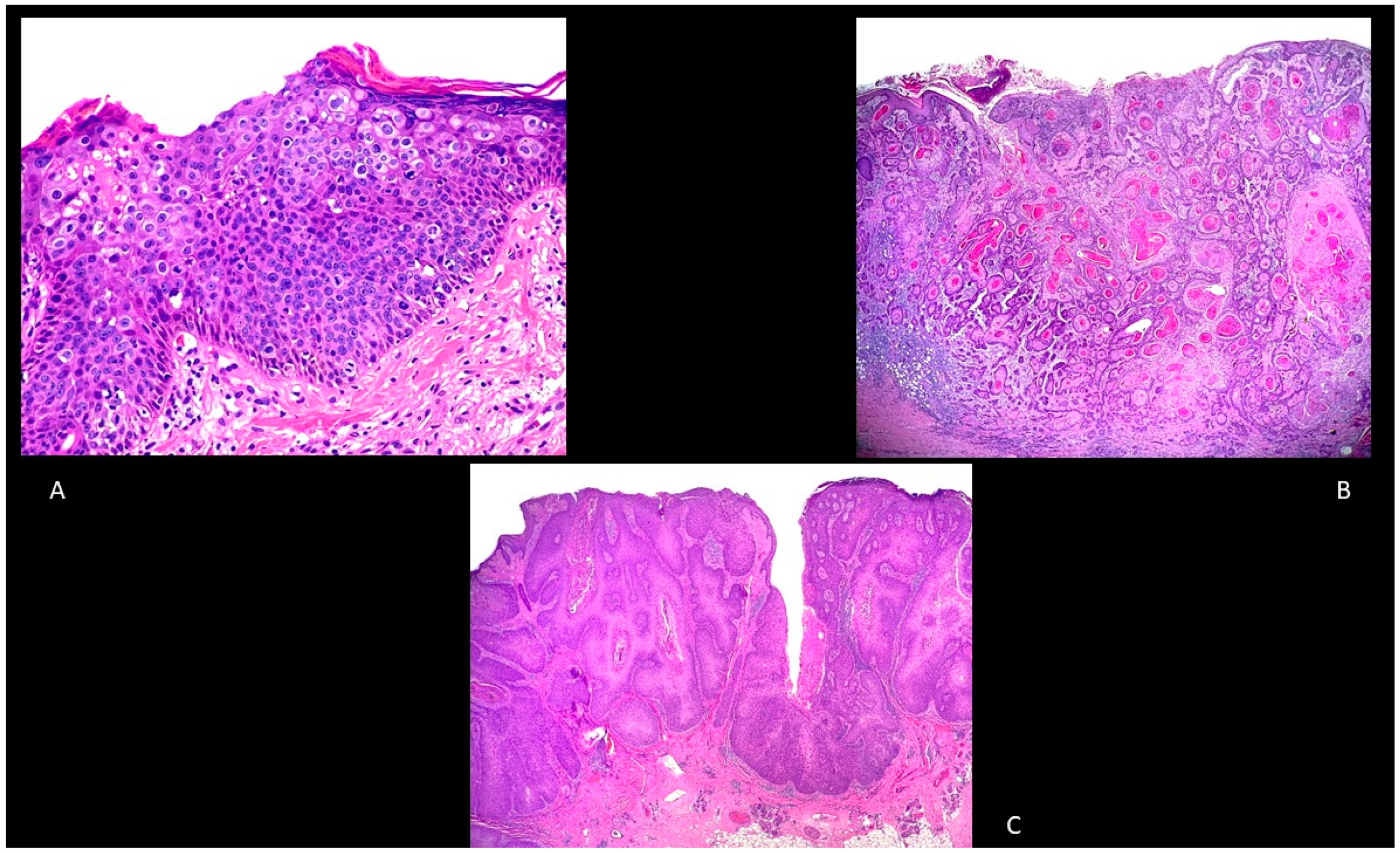 Biomedicines 09 00171 g002