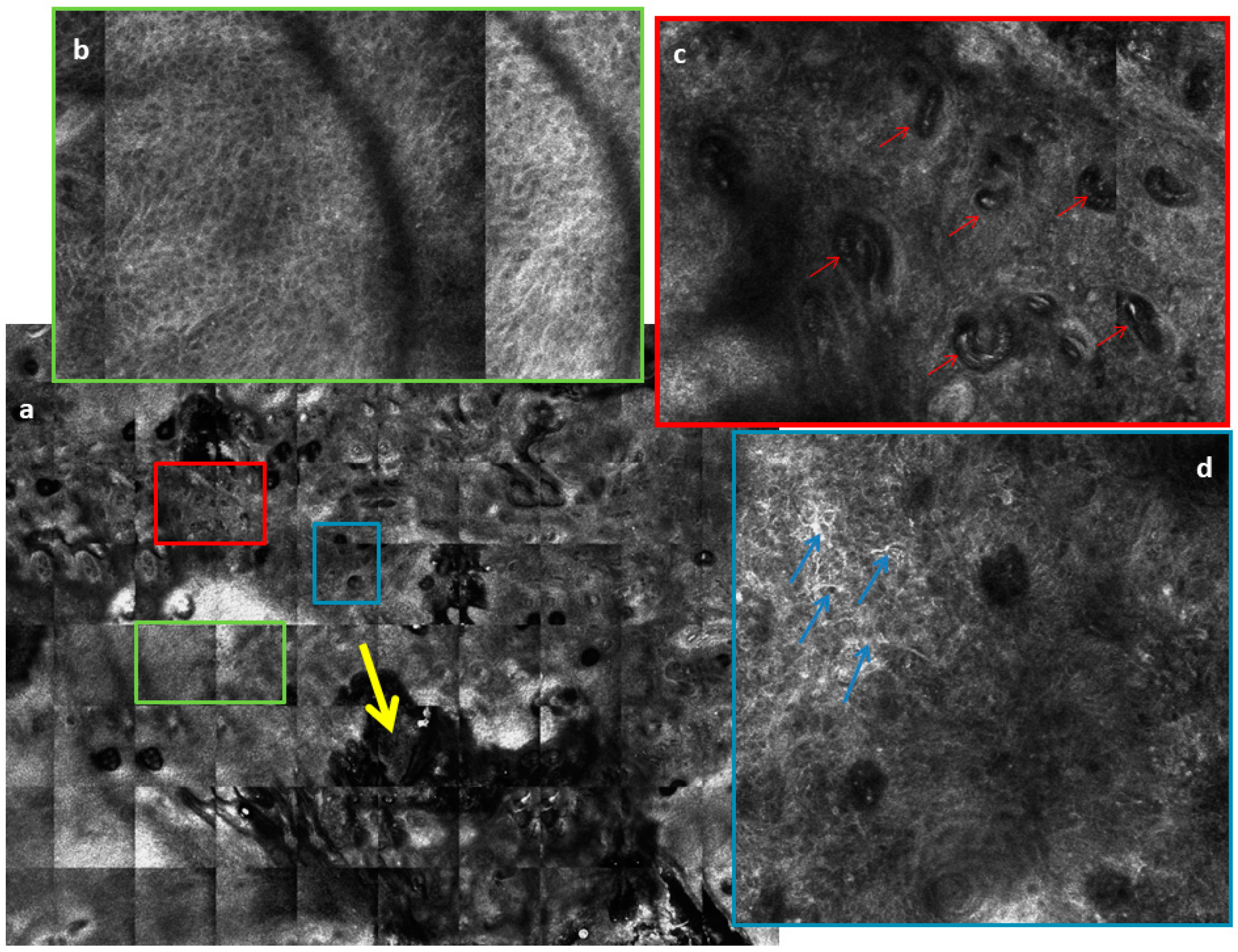 Biomedicines 09 00171 g005