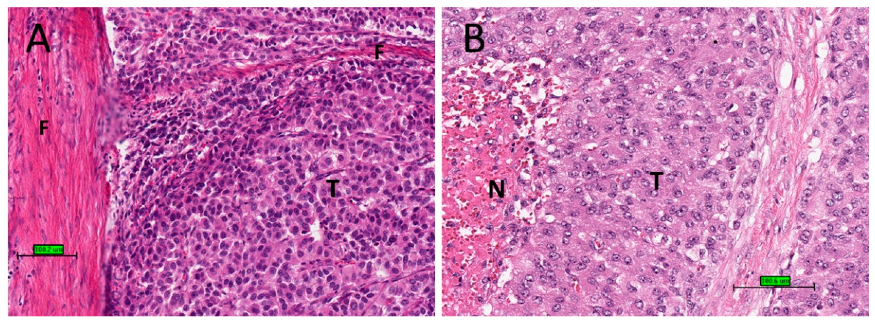 Biomedicines 09 00175 g002