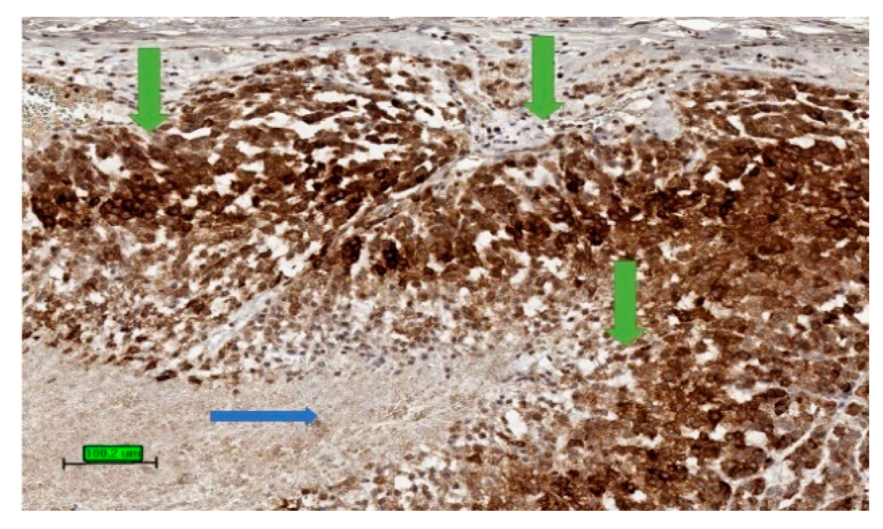 Biomedicines 09 00175 g004