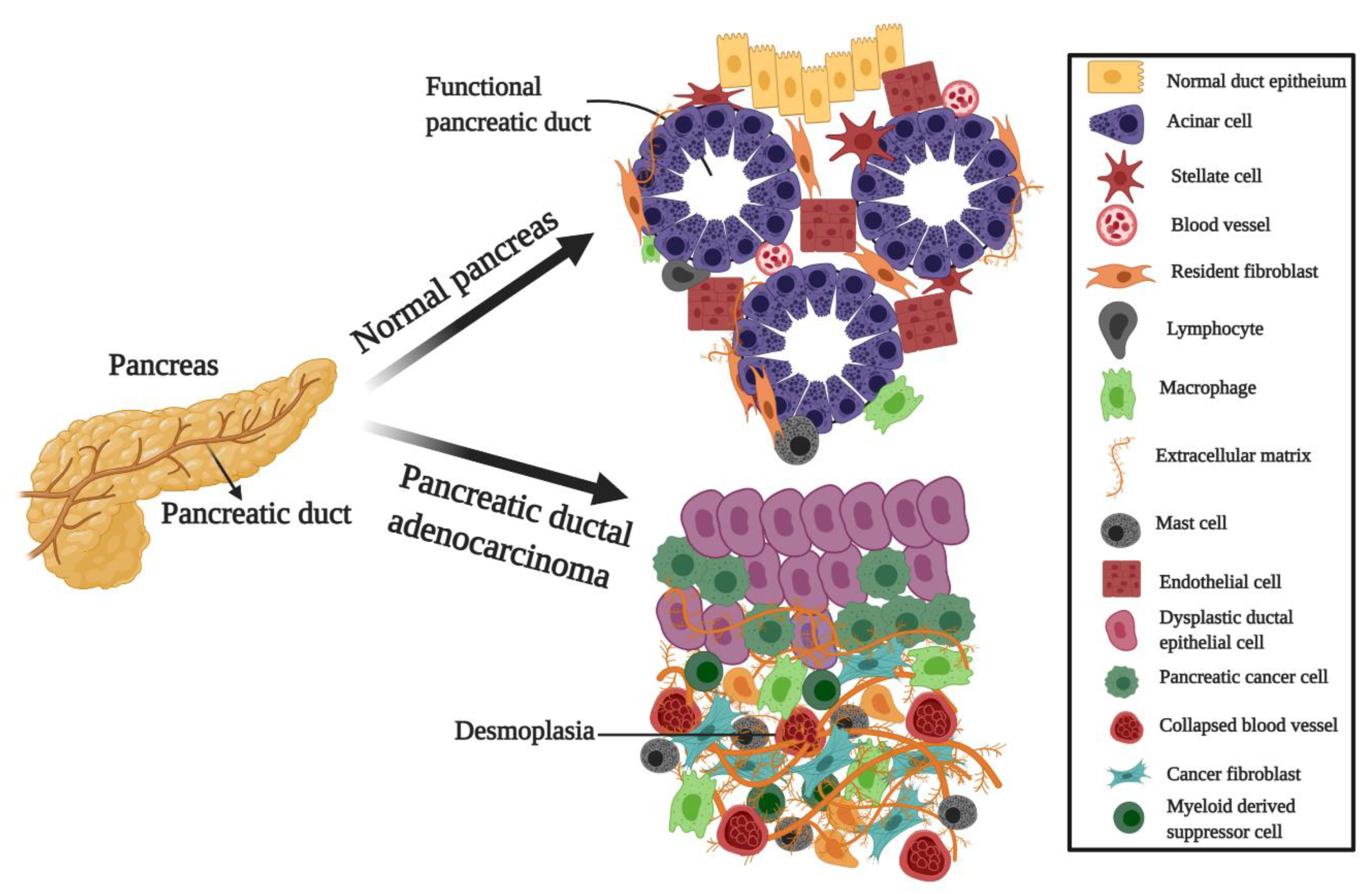 Biomedicines 09 00178 g002 Biomedicines 09 00178 g002