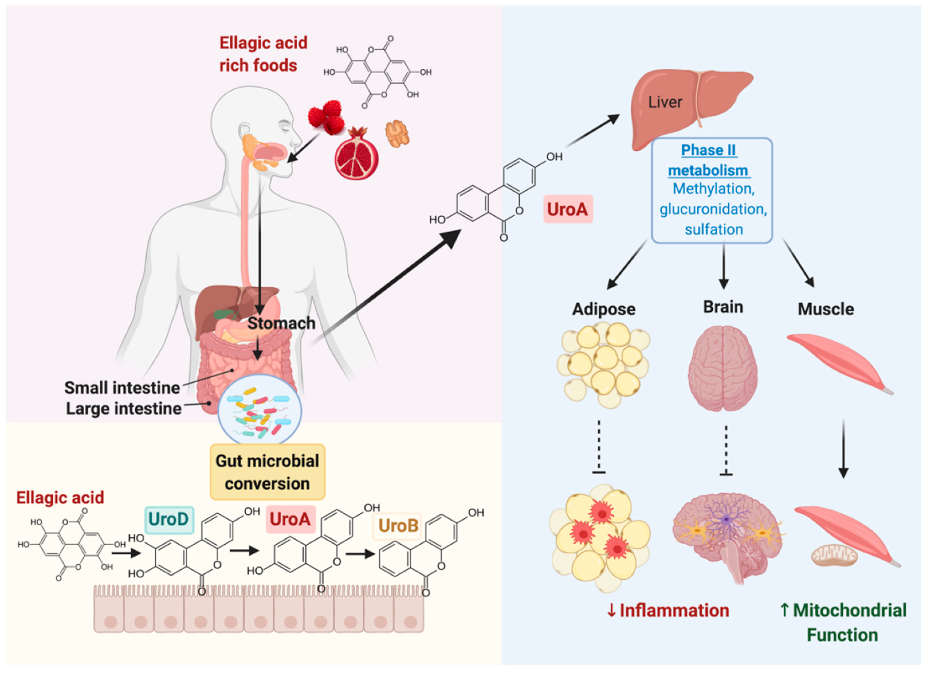 Biomedicines 09 00192 g001