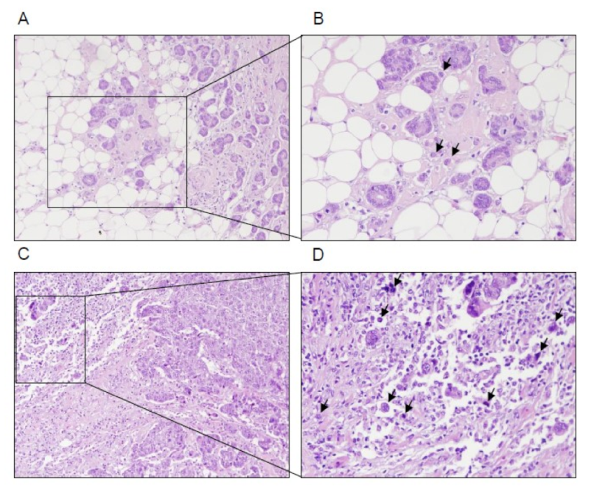 Biomedicines 09 00196 g001