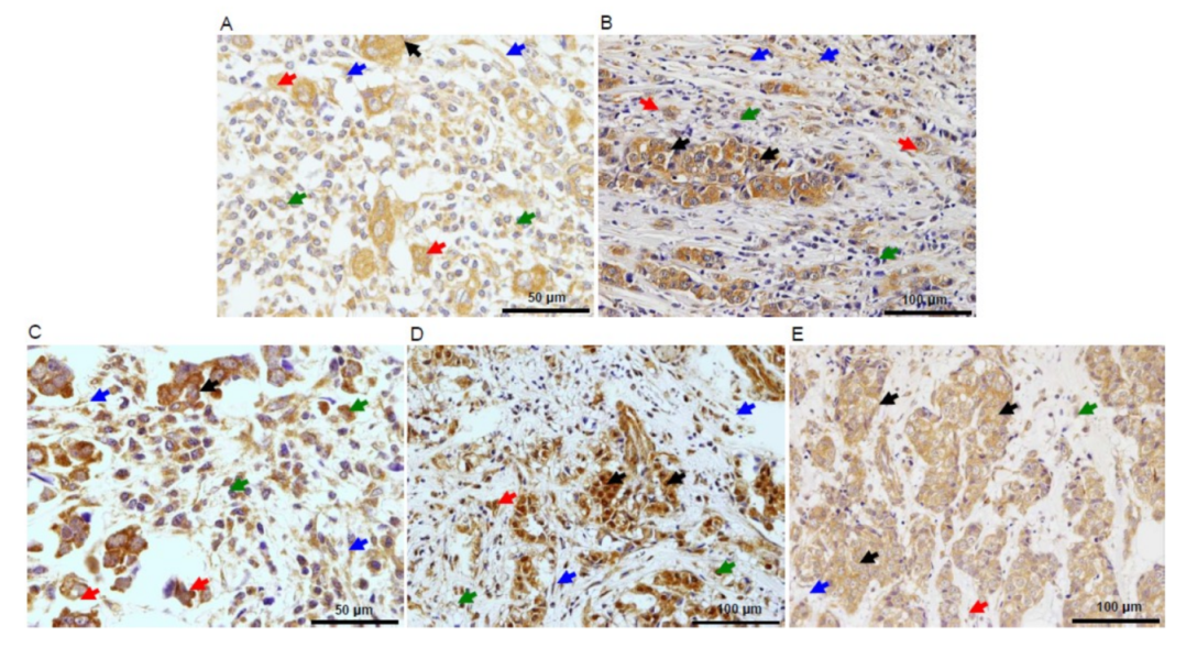 Biomedicines 09 00196 g004