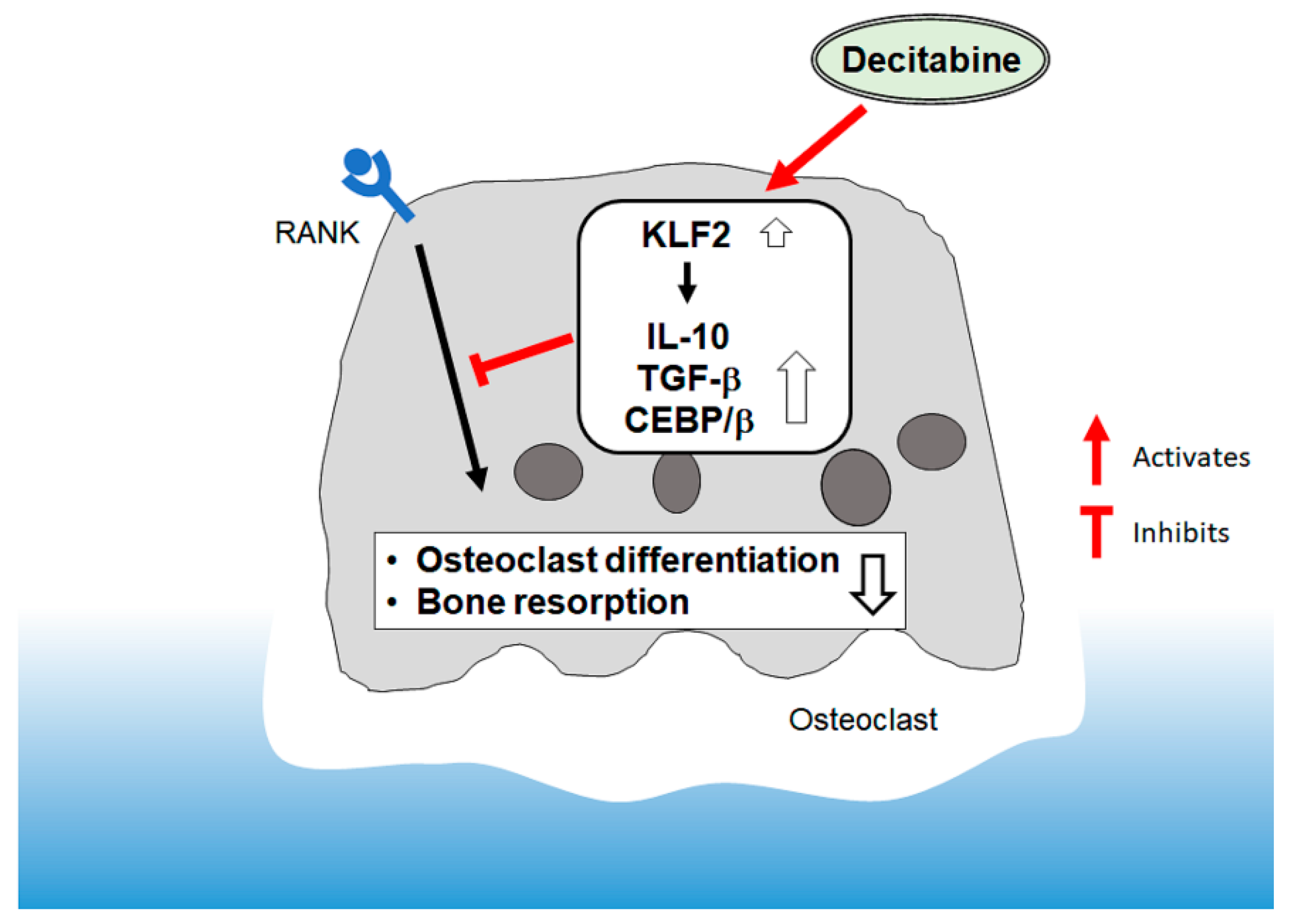 Biomedicines 09 00199 g006