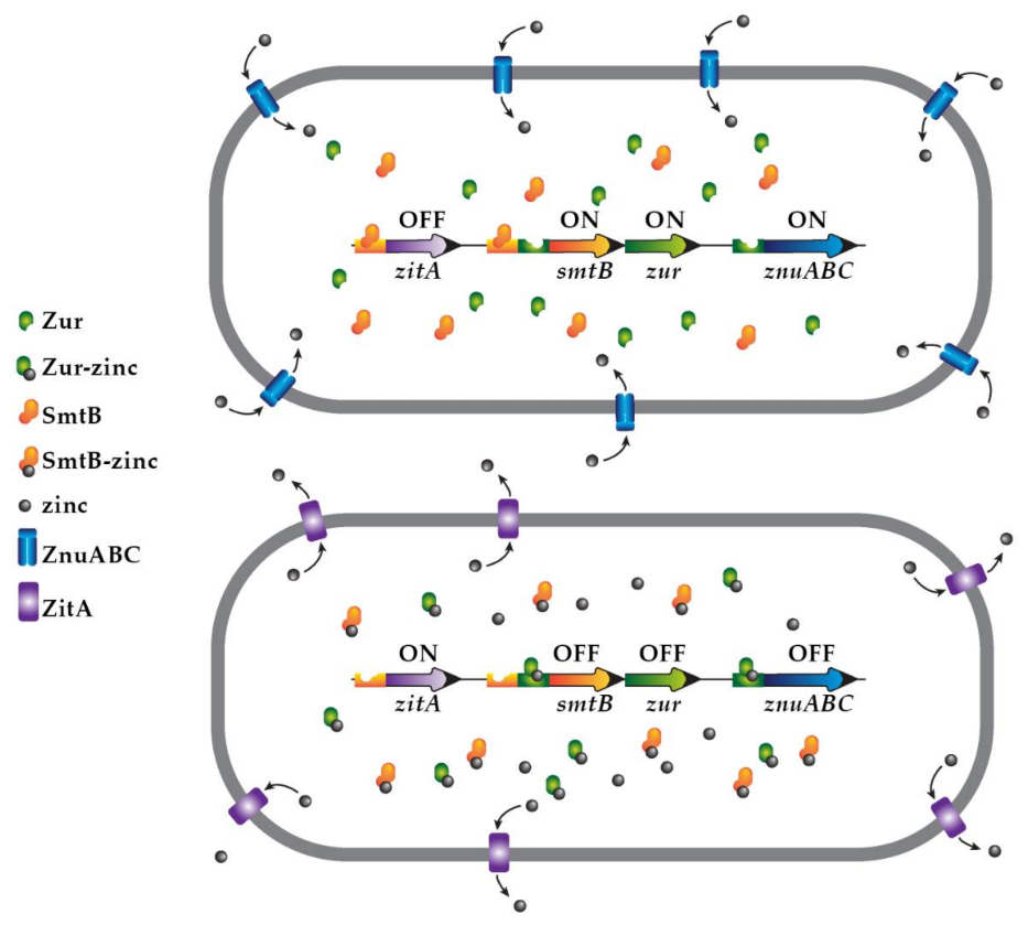 Biomedicines 09 00208 g001