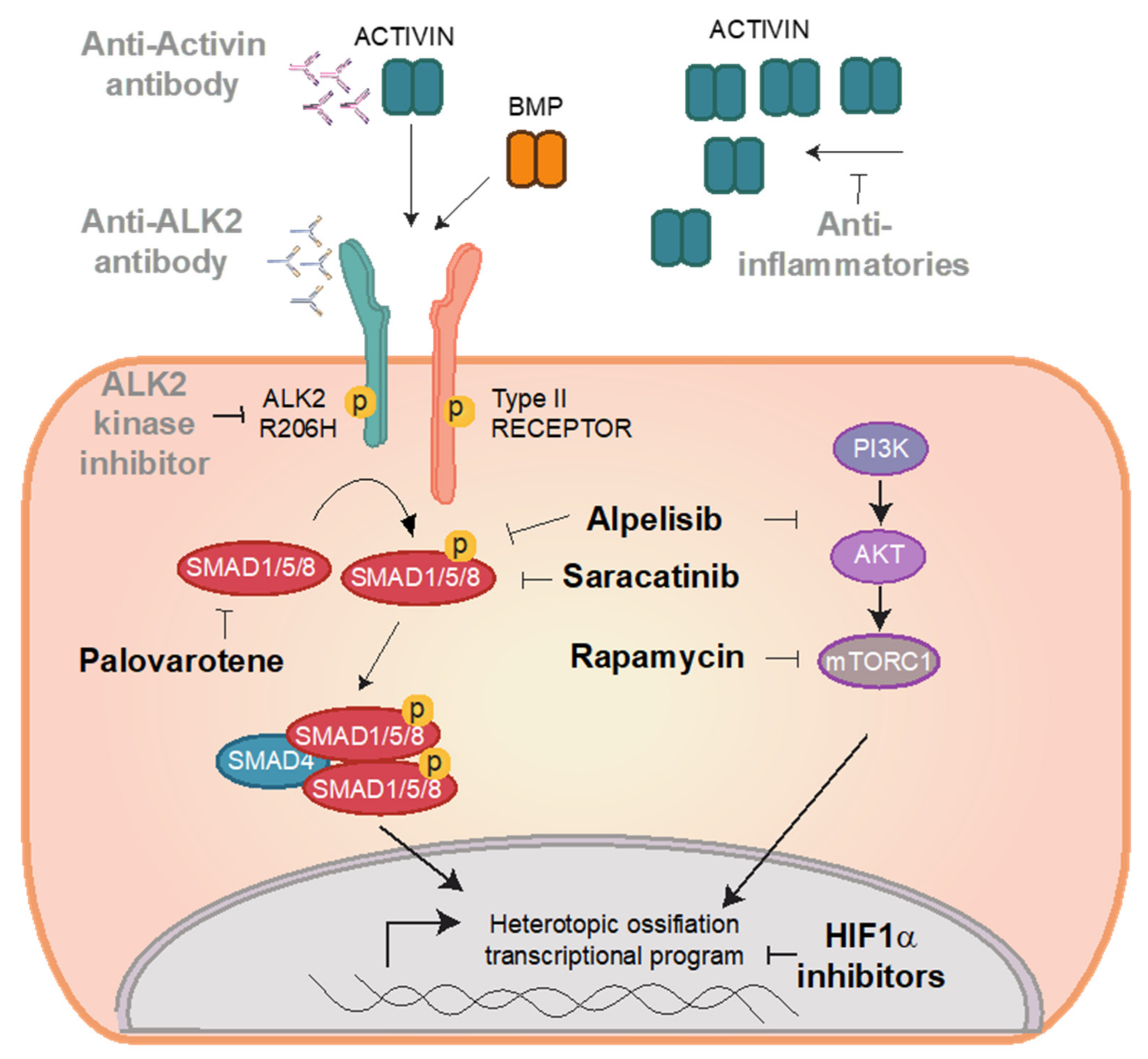 Biomedicines 09 00213 g002