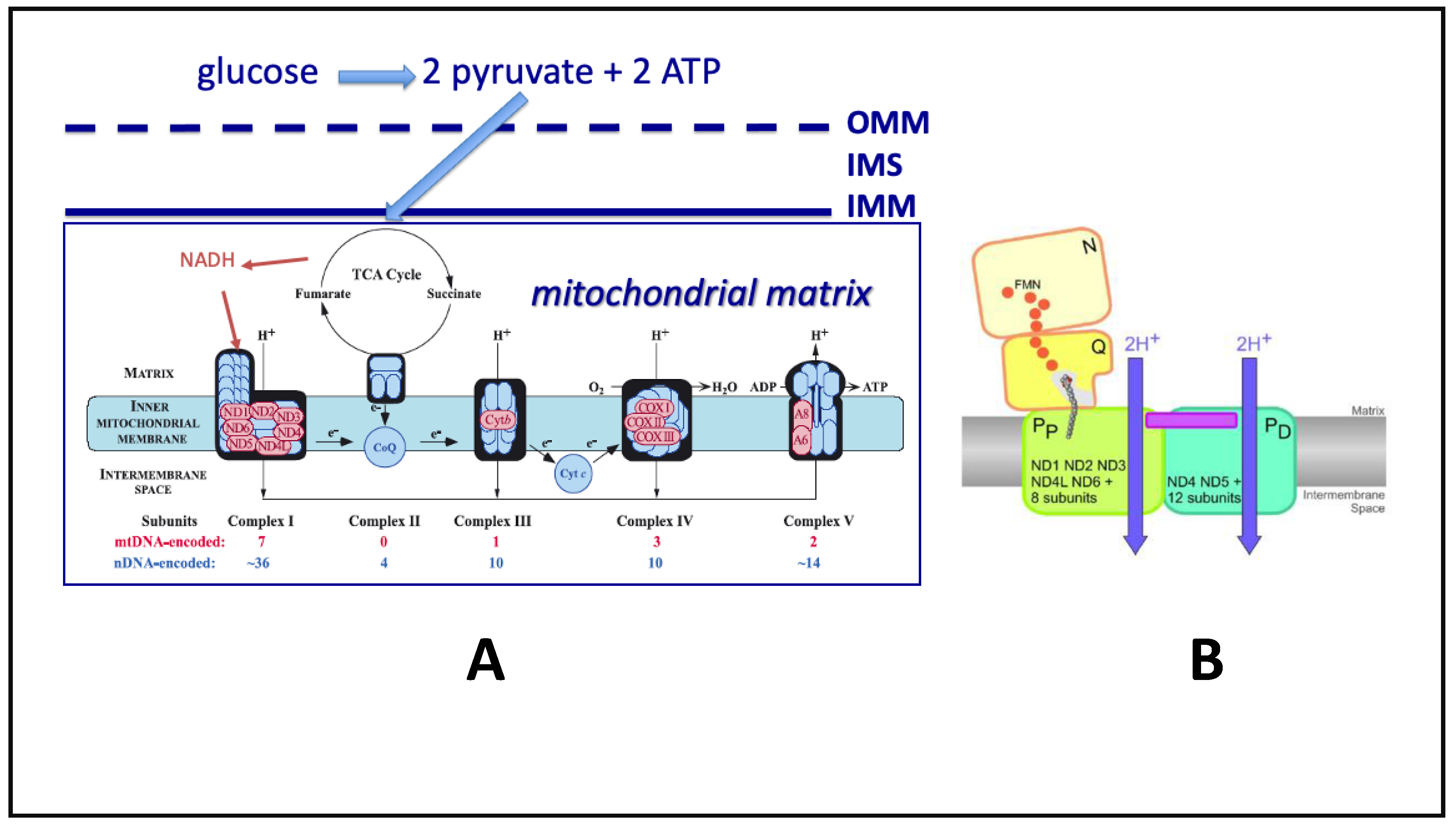 Biomedicines 09 00225 g002
