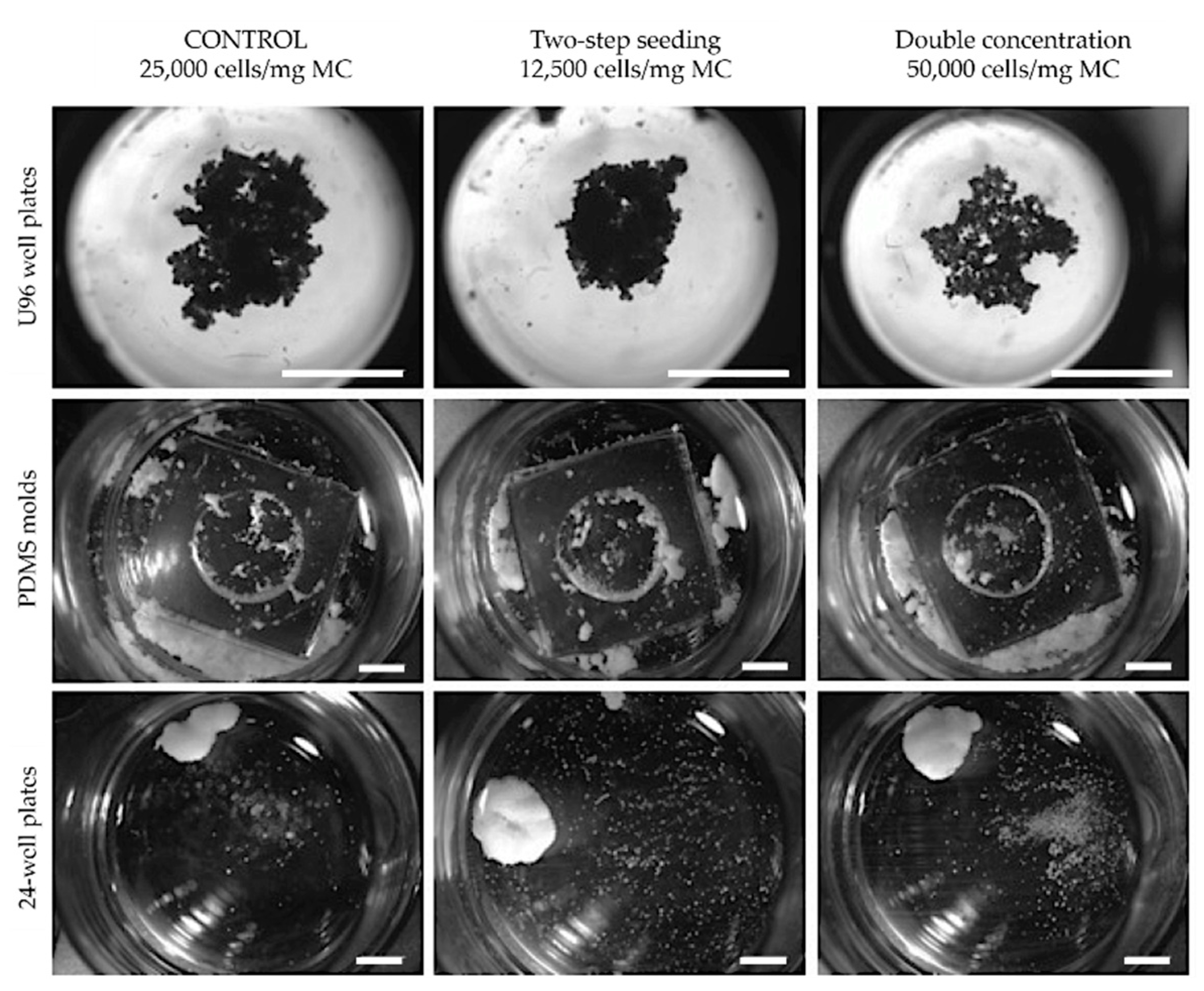 Biomedicines 09 00232 g002