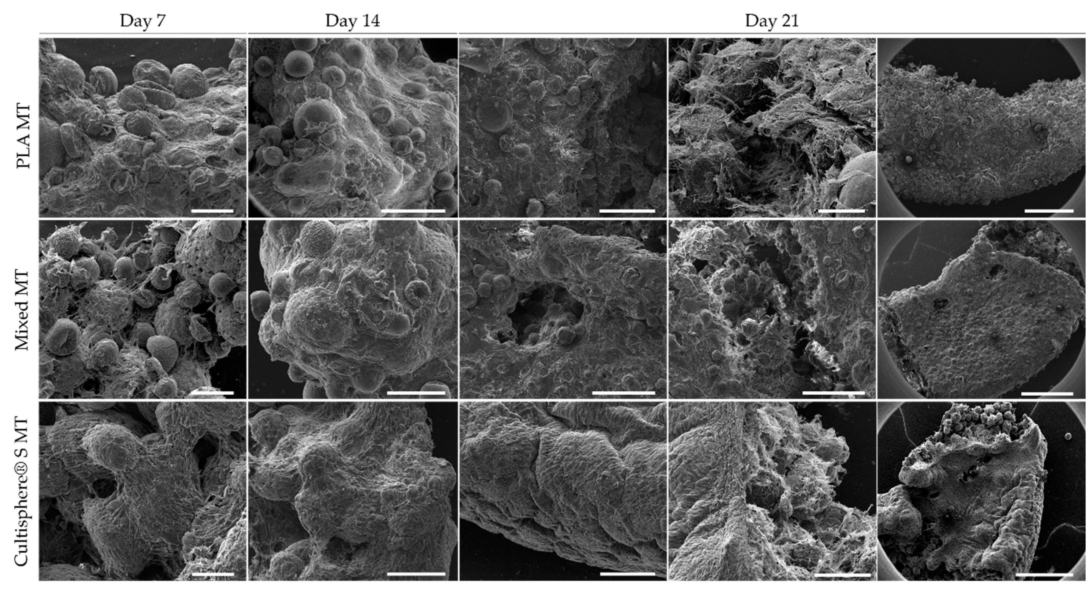 Biomedicines 09 00232 g005