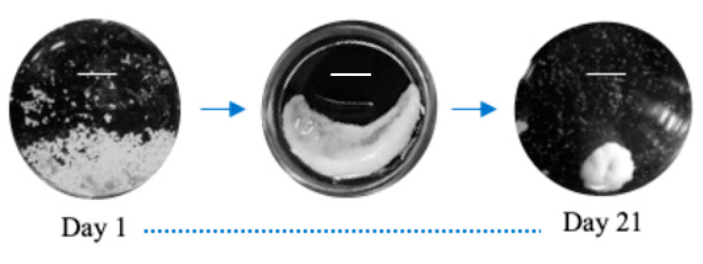 Biomedicines 09 00232 g0a2