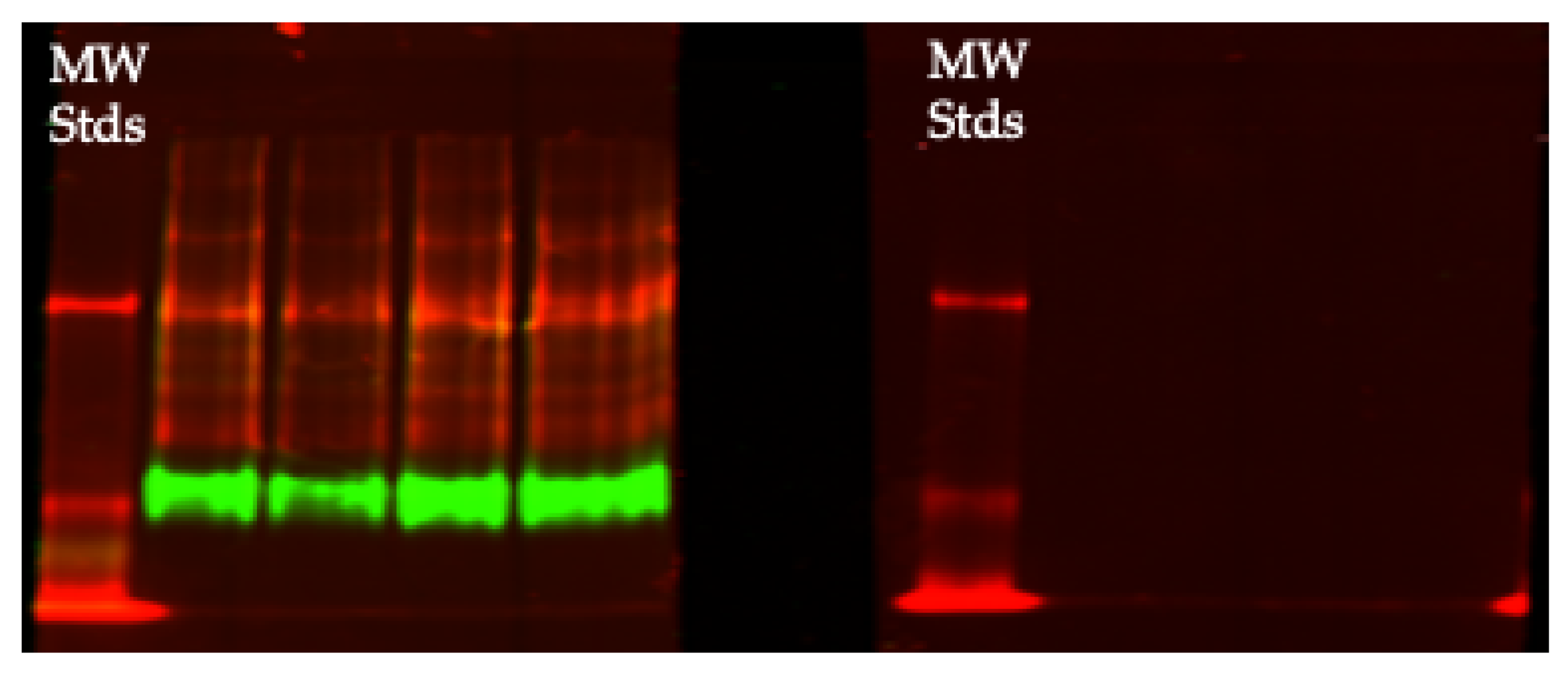 Biomedicines 09 00233 g008
