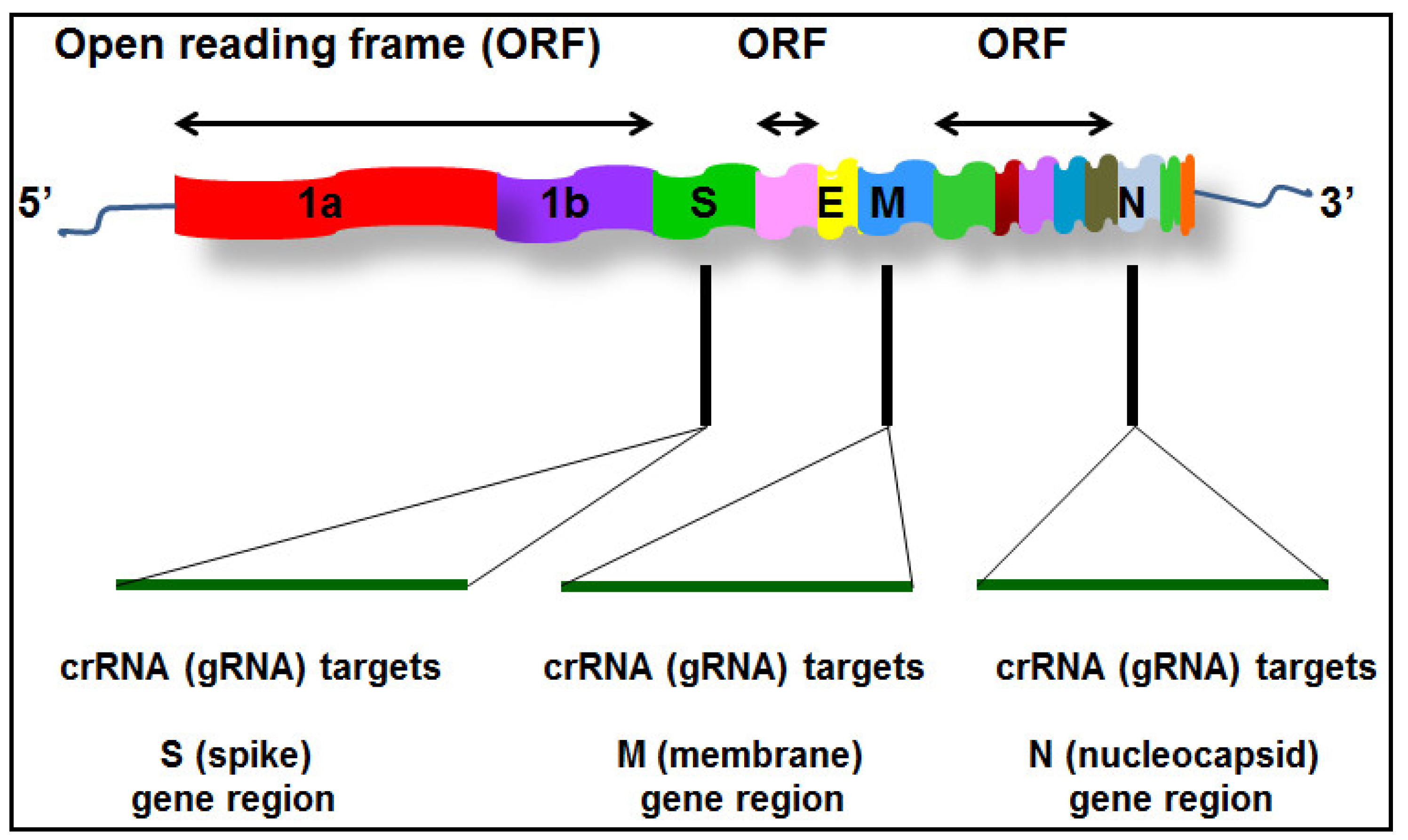 Biomedicines 09 00239 g001