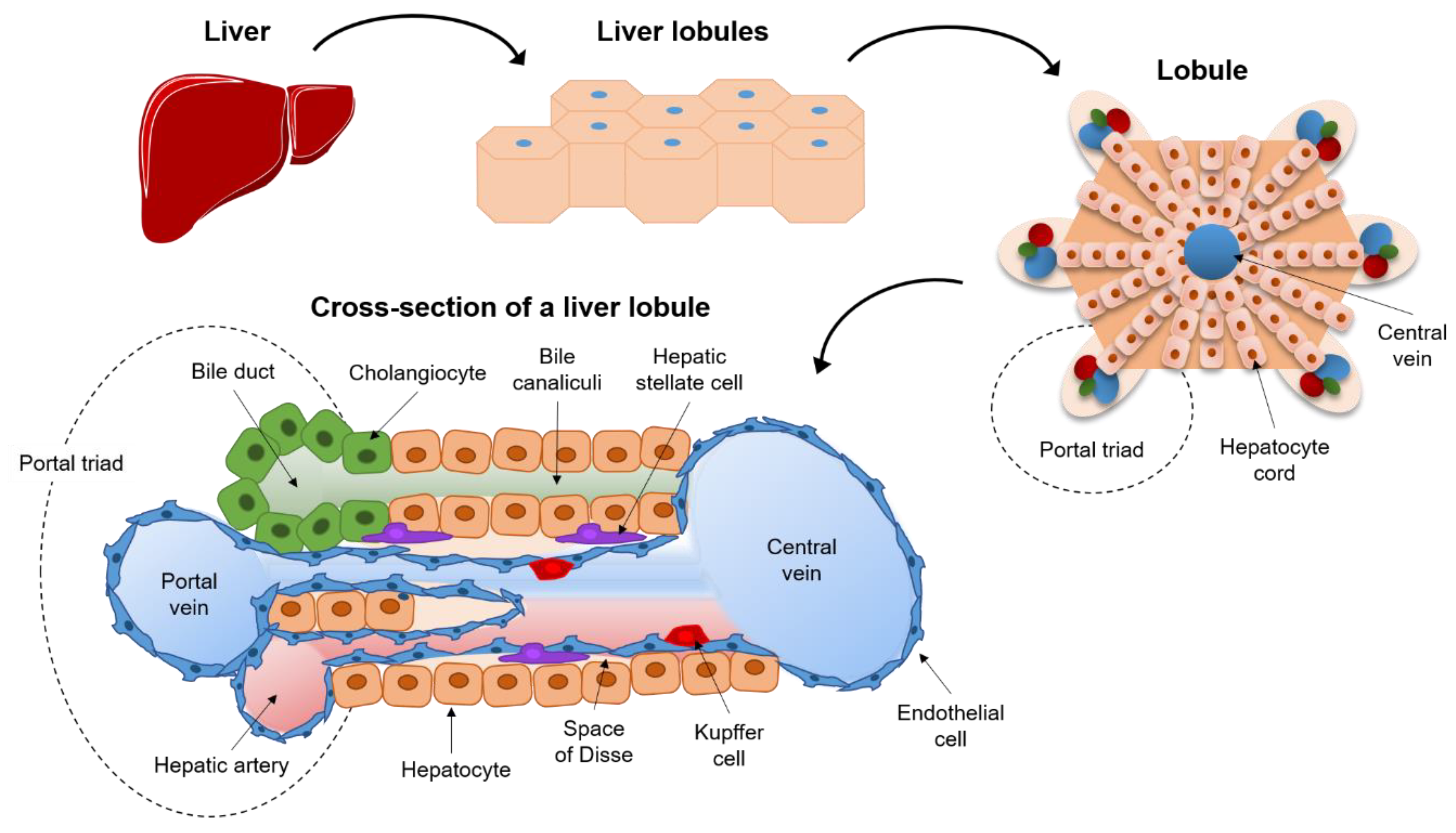 Biomedicines 09 00248 g003 Biomedicines 09 00248 g003