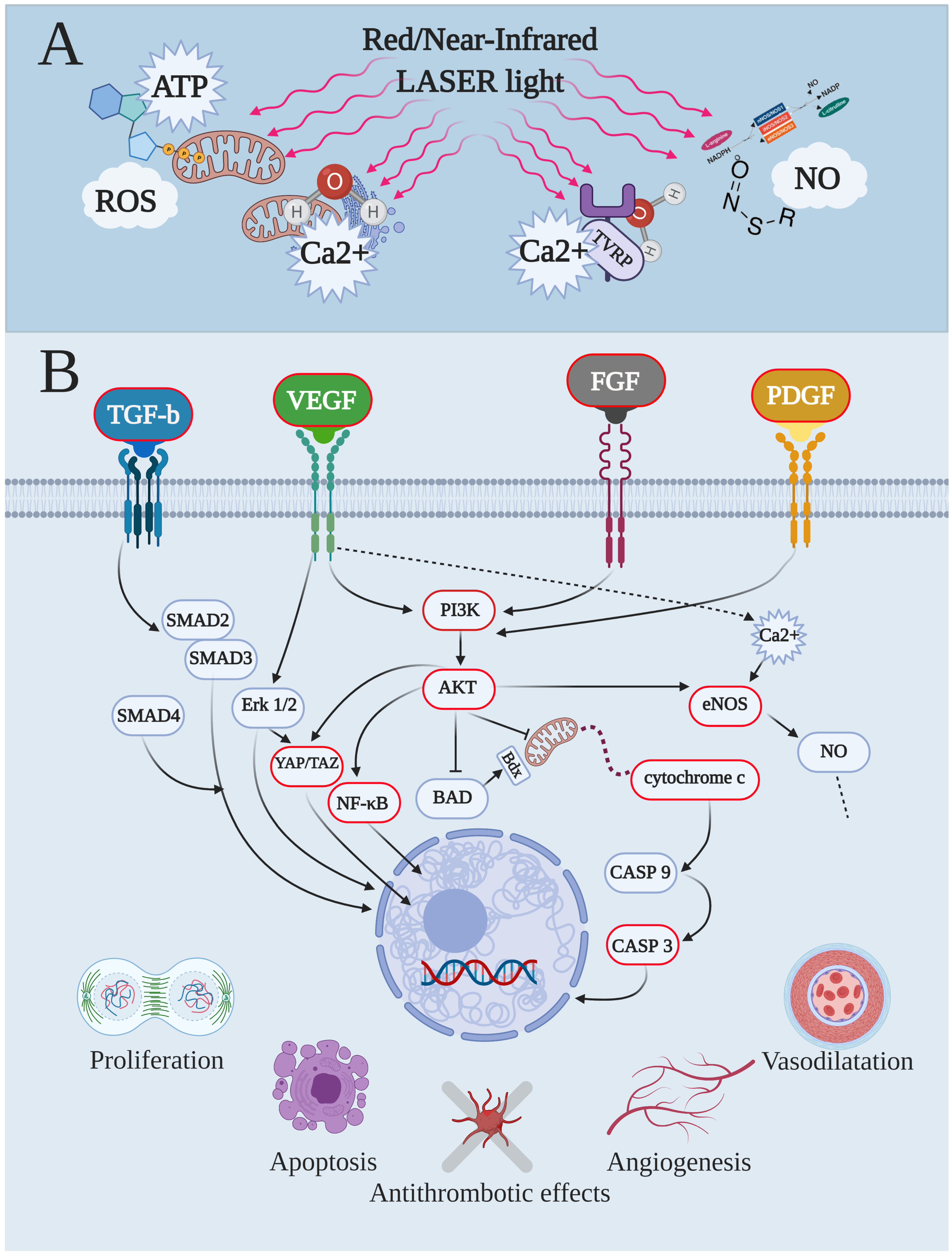 Biomedicines 09 00274 g001