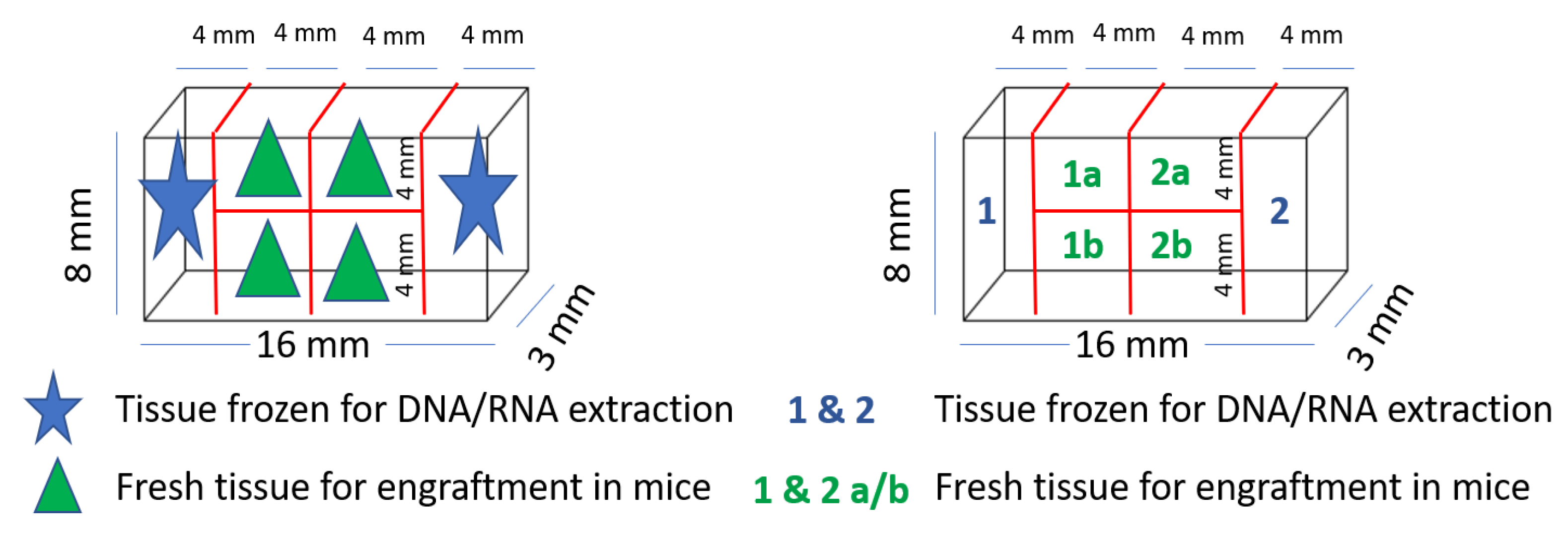 Biomedicines 09 00282 g003 Biomedicines 09 00282 g003