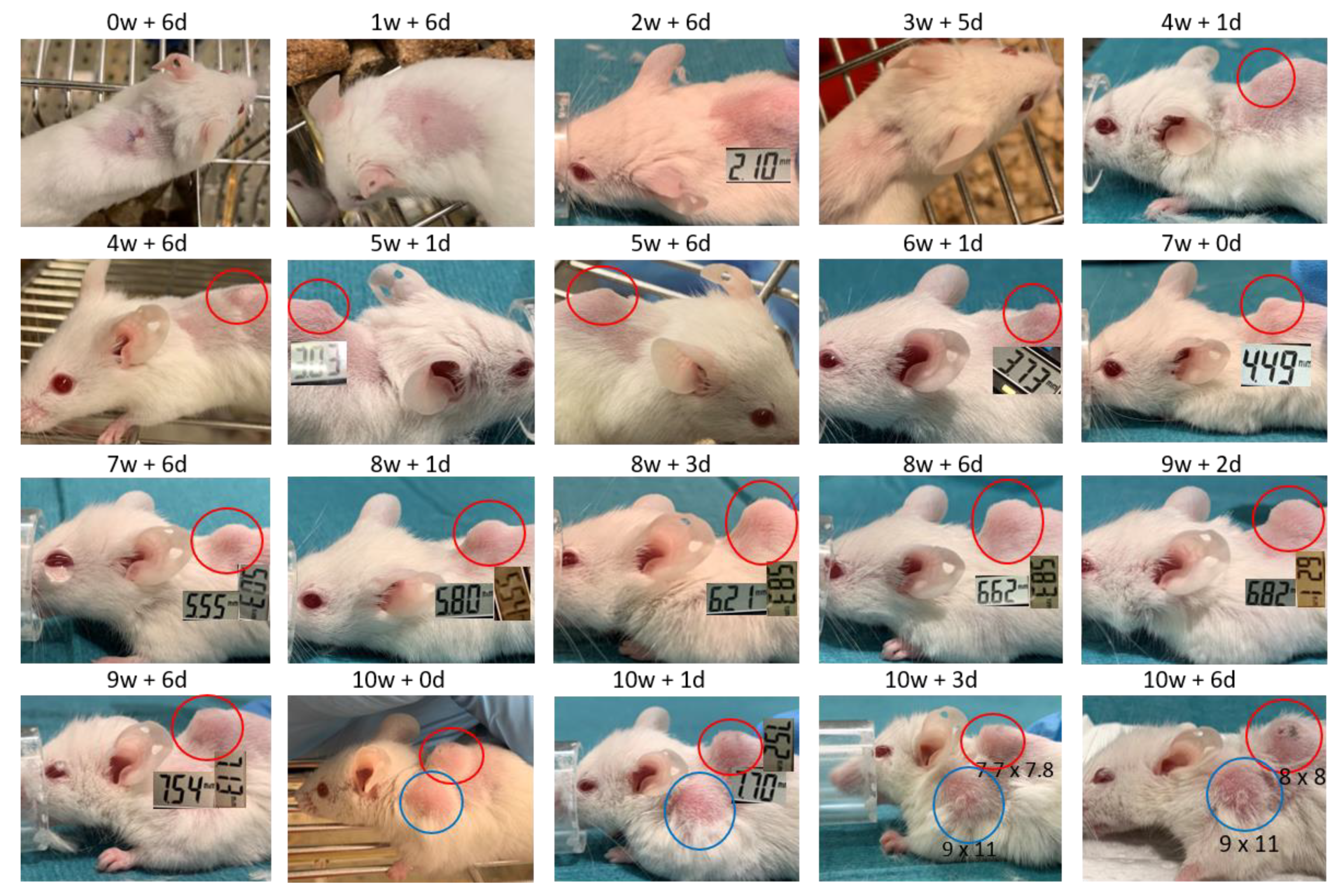 Biomedicines 09 00282 g009 Biomedicines 09 00282 g009