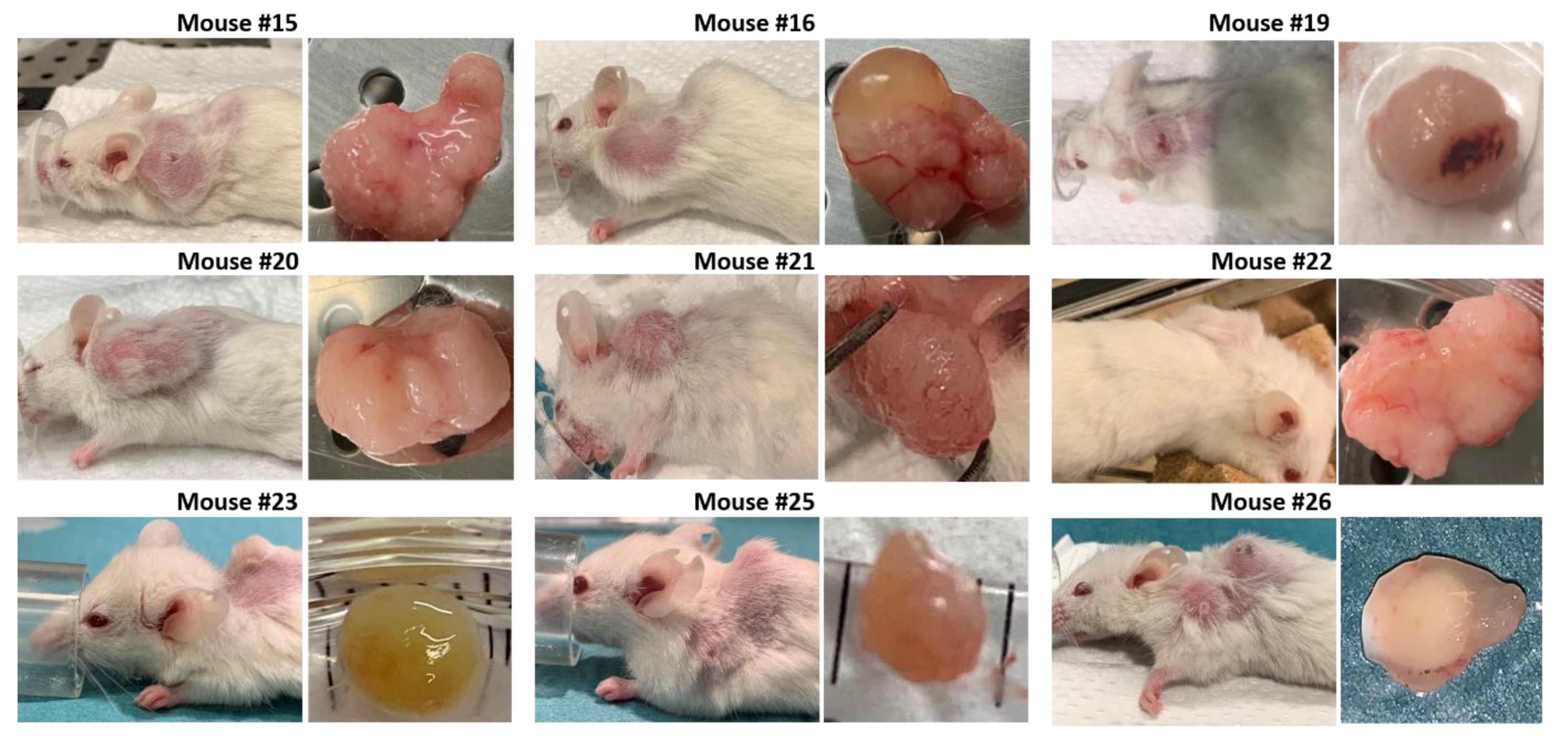 Biomedicines 09 00282 g010 Biomedicines 09 00282 g010