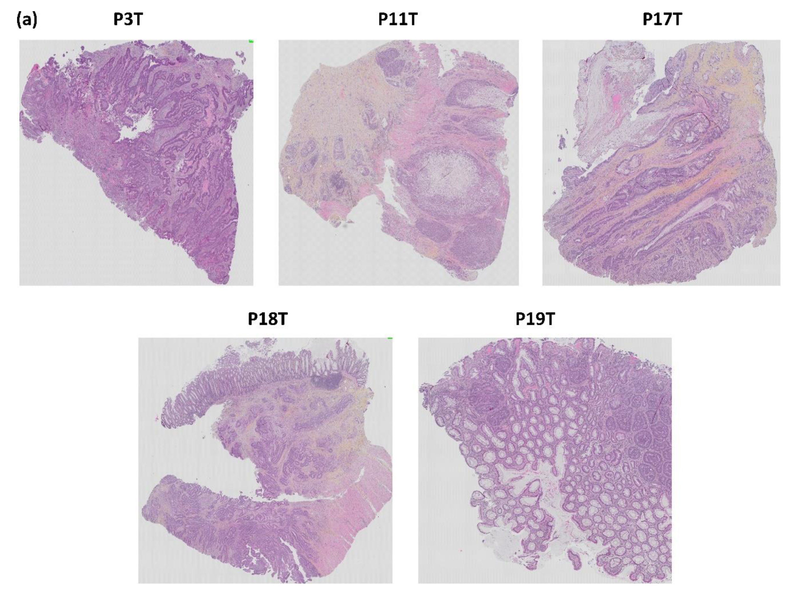 Biomedicines 09 00282 g012a Biomedicines 09 00282 g012a