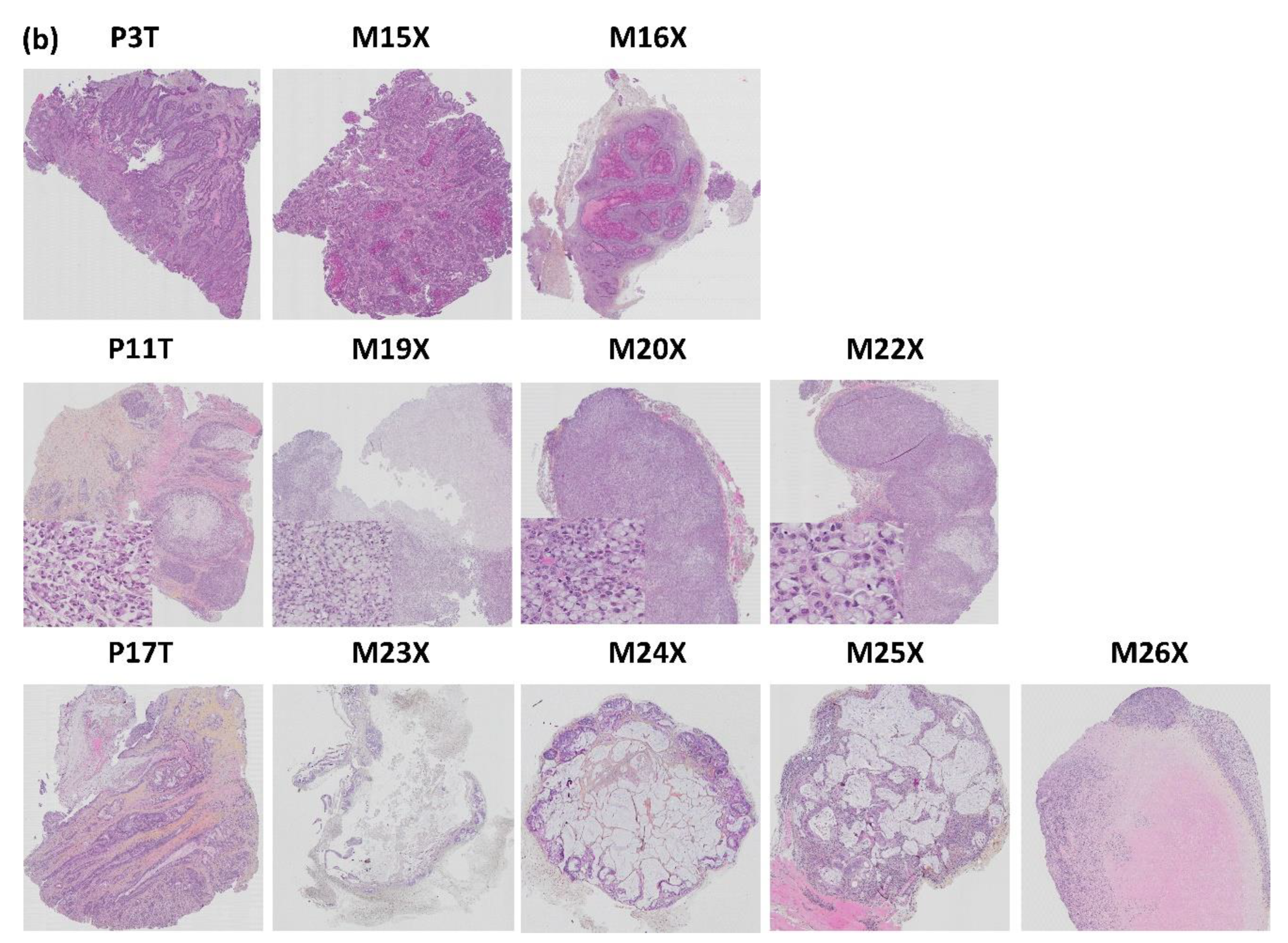 Biomedicines 09 00282 g012b Biomedicines 09 00282 g012b