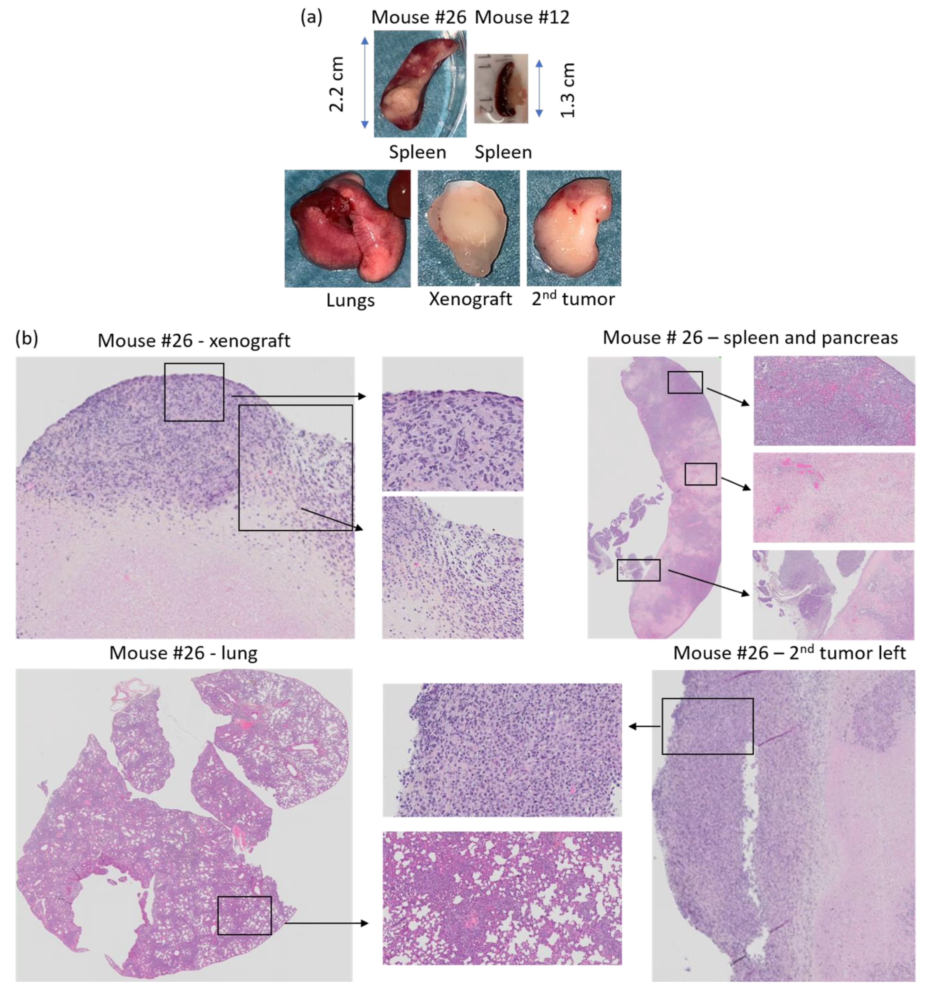 Biomedicines 09 00282 g013 Biomedicines 09 00282 g013