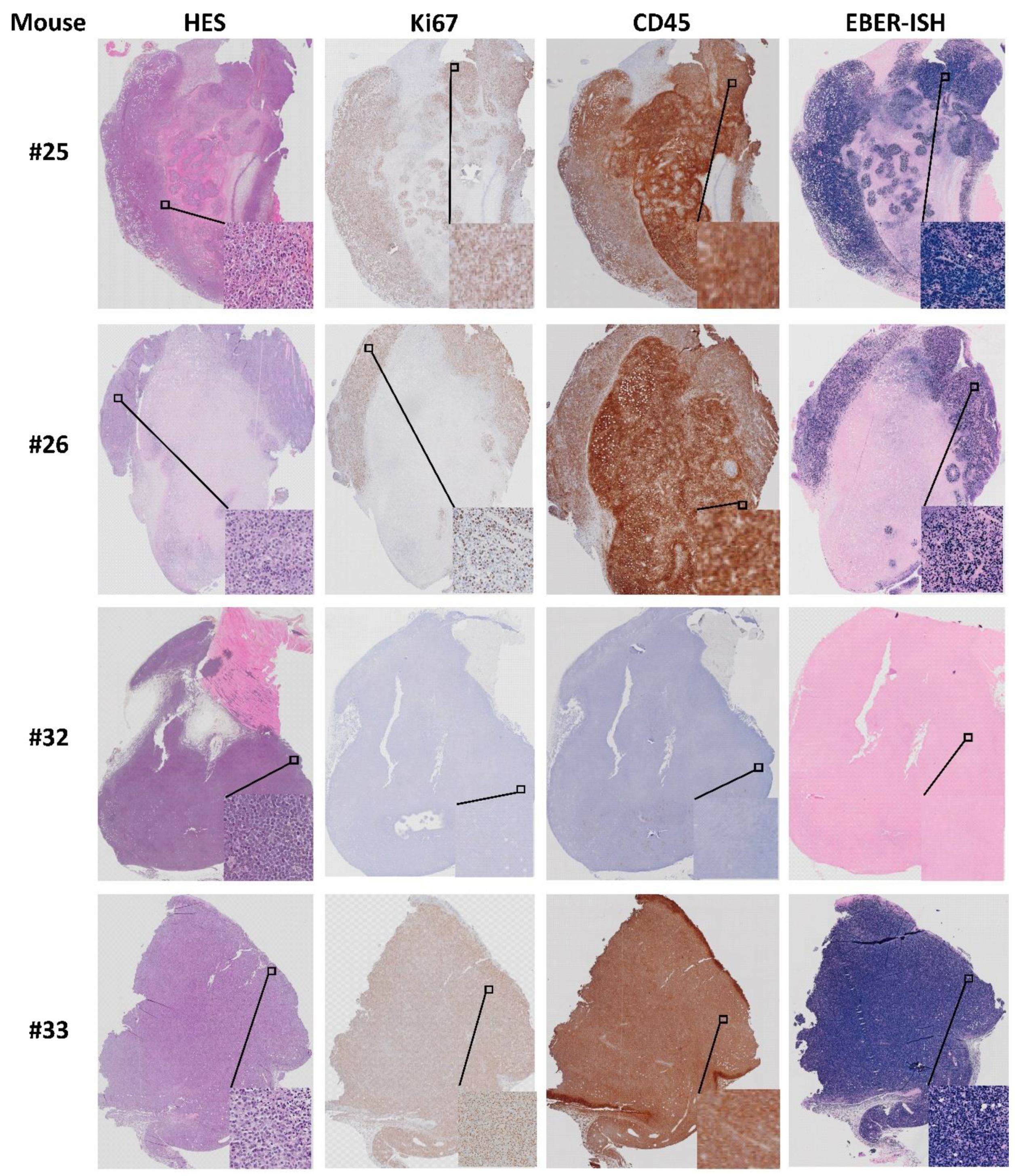 Biomedicines 09 00282 g014 Biomedicines 09 00282 g014