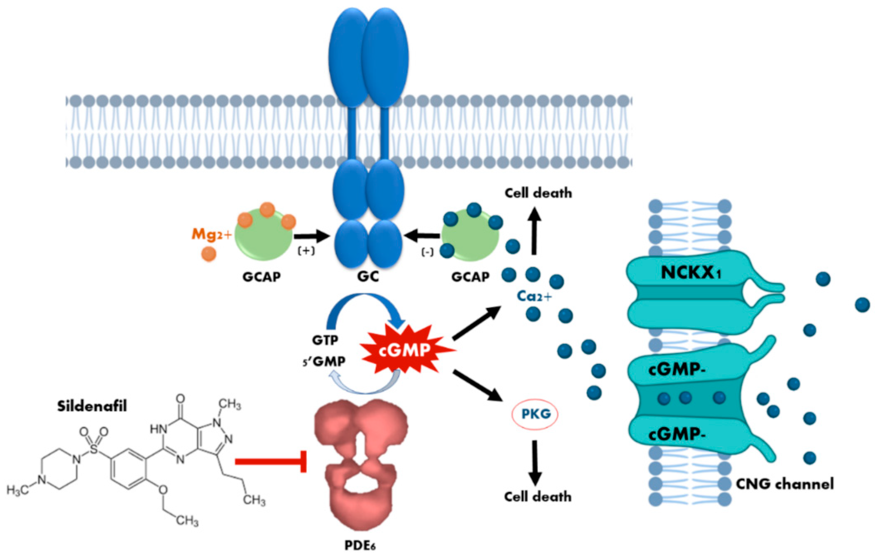 Biomedicines 09 00291 g001