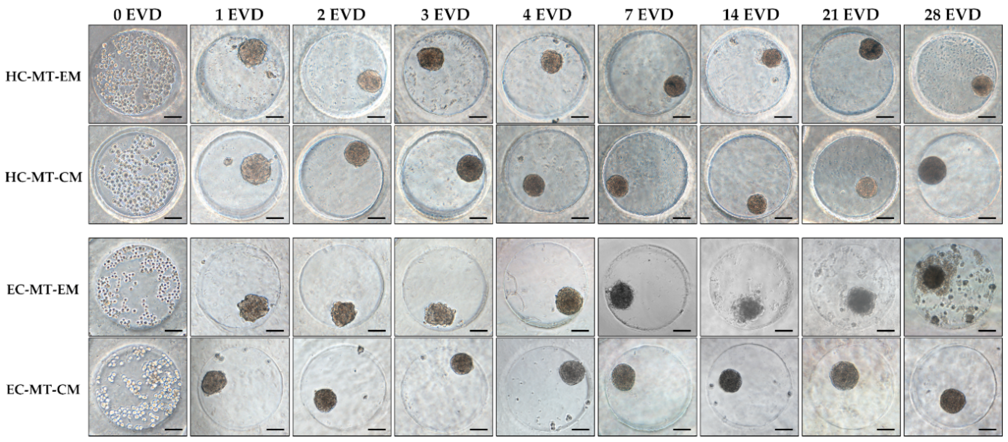 Biomedicines 09 00292 g001