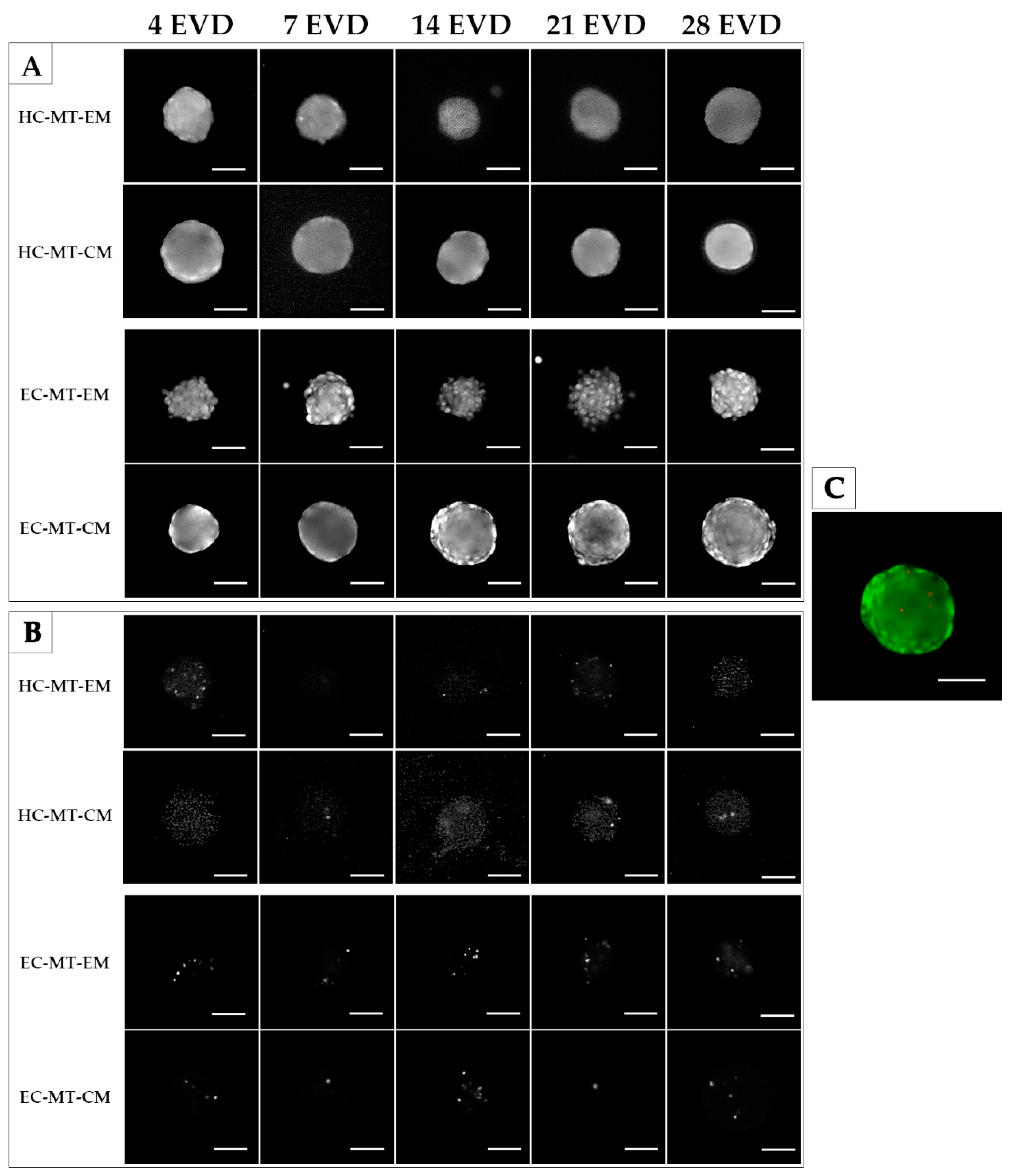 Biomedicines 09 00292 g003