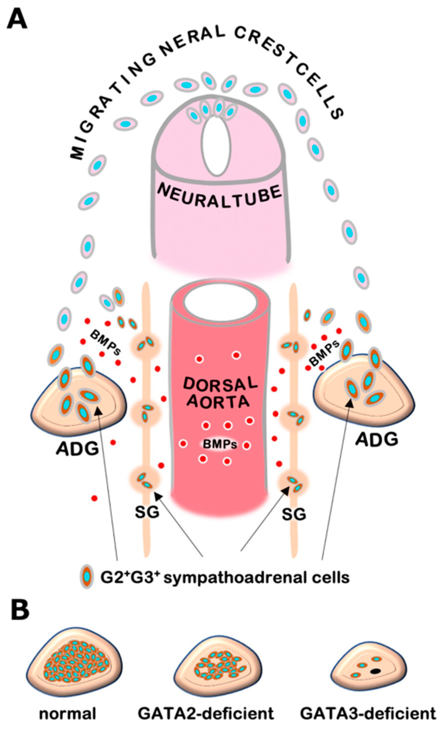 Biomedicines 09 00299 g001