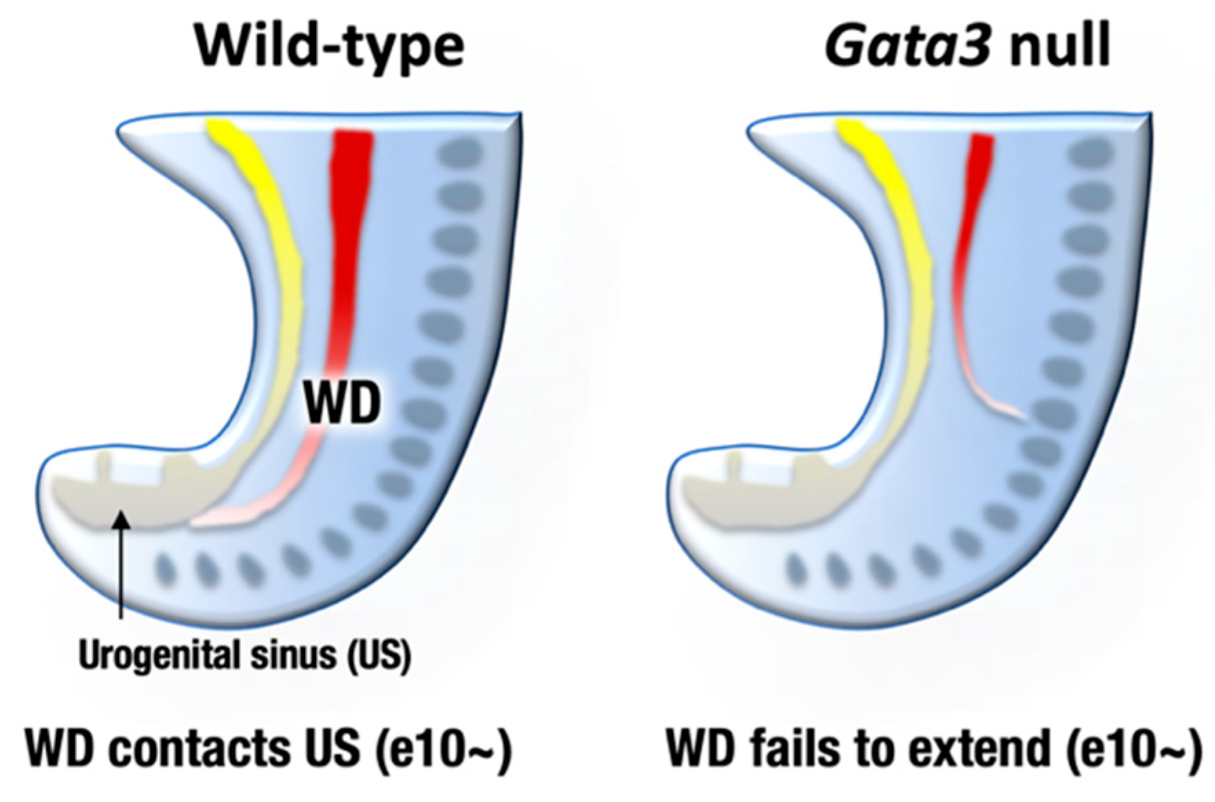 Biomedicines 09 00299 g003