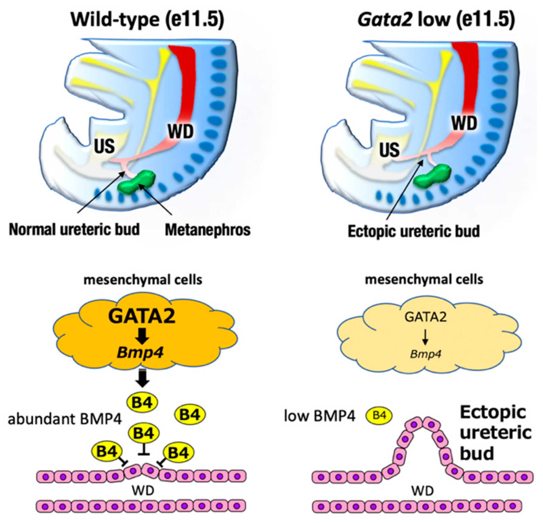Biomedicines 09 00299 g004